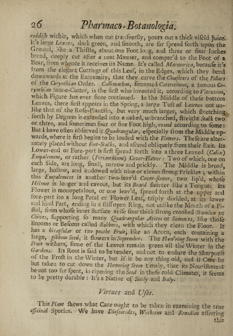 reddljh Within, which when cut tranlverfly, pour? out a thick vifcid Juiced It s large Leaves-, dark green, and lmooth, are flu* fpread forth upon the Ground, like a Thiftle, about one Foot long, and three or four Inches broad, deeply cut after a neat Manner, and compar'd to the Foot of a Bear, from whence it receives its Name. It’s called Marmorica, becaufe it’s Irom the elegant Cuttings of this Leaf, in the Edges, which they bend downwards at the Extremity, that they carve the Chapiters of the Pillars of the Corynthian Order. Callimachus, firnamed Catetechnus, a famous Co- ry nth i an Stone-Cutter, is the Hr ft who invented it, according to Vitruvim., which Figure has ever fmce continued. In the Middle of thele bottom Leaves, there firft appears in the Spring, a large Tuft of Leaves not un¬ like that or the Role-Plantain, but very much larger, which ftretching . forth by Degrees is extended into a naked, unbranched, ftreight Stalk two three, and fometimes four or five Foot high, round according to lome: But I have often oblervedit Quadrangular, efpecially from the Middle np- waids, where it firft begins to be loaded with the Flowers. Thele are alter¬ nately piaced without Foot-Stalks, and afcend obliquely from their Exit. Its Lower-end or Fore-part is firft fpread forth into a three Leaved (Calix) Empalcmem, or rather^ (Perianthium) Cover-Flower : Two of which, one on each Side, are long, final], narrow and prickly. The Middle is broad, large, hollow, and endowed with nine or eleven ftrong Prickles *, within this Empale me nt is another two-leav’d Cover-flower, two lip’d, whole Helmet is longer and cavous, but its Beard fhorter like a Tongue. Its Flower is monopetalous, or one leav’d, fpread forth at the upper and lore-part ito a long Petal or Flower Leaf, triply divided, at its lower and hind Part, ending in a ftilTopen Ring, not unlike the Mouth of a Pi- nol, from whole inner Surface arife four thick ftrong crooked Stamina or Chives, fupporting fo many Quadrangular Apices or Summits, like thole Brooms or Beloms called Rubbers, with which they clean the Floor. It . Aas a bicapfular or two poucht Fruit, like an Acorn, each containing a ^r?e’ Z^ohs See^ ^ flowers in September. The Flowering Stem with the rruit withers, fome of the Leaves remain green all the Winter in the Cardens. Ls Root is laid to be tender, and not to endure the Sharpnefs of the Froft in the Winter, but if it be any thing old, and if Care be oat taken to cut down the Flowering Stem timely, that its Nourifhment be not too far fpent, in ripening the Seed in thele cold Climates, it feems to be pretty durable : It’s a Native of Sicily and Italy. Virtues and Ufesk „ is Plant* ihevvs what Care ought to be taken in examining the true officinal Species. We have Lio[cQrid.es y Wechrus and Renodi us aflening this