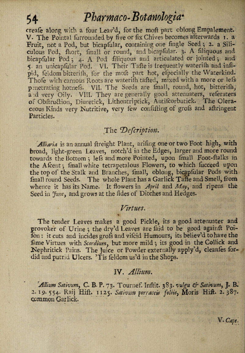 creafe along with a four Leav’d, for the rnoft part oblong Empalement. V. The Pointal furrounded by five or fix Chives becomes afterwards i. a Fruit, not a Pod, but blcapfular, containing one fingle Seed \ 2. a Slll- culous Fod, fliort, fmall or round, and blcapfular. 3. A filiquous and blcapfular Pod \ 4. A Pod filiquous and articulated or jointed} and 5. an unicapfular Pod. VI. Their Tafieis frequently waterifh and infi- pid, feldom bitterifh, for the mod part hot, efpecialiy the Waterkind. Thole with carnous Roots are waterifh tailed, mixed with a more or 1 eft penetrating hotnefs. VII. The Seeds are fmall, round, hot, bitterifh, a \d very Oily. VIII. They are generally good attenuaters, referaters of Obftrudion, Diuretick, Lithontriptick, Antilcorbutick. The Olera- ceous Kinds very Nutritive, very few confining of grofs and aftringent Particles. The 'Defcription. Alii aria is an annual {freight Plant, arifing one or two Foot high, with broad, light-green Leaves, notch’d in the Edges, larger and more round towards the Bottom } lefs and more Pointed, upon fmall Foot-fialks in the Afcent • fmall white tetrapetalous Flowers, to which fucceed upon the top of the Stalk and Branches, fmall, oblong, bicapfular Pods with fmall round Seeds. The whole Plant has a Gar lick Tafte and Smell, from whence it has its Name. It flowers in April and May, and ripens the Seed in June, and grows at the Tides of Ditches and Hedges. Virtues. - :■ £ .. !§ - '**(; '' % The tender Leaves makes a good Pickle, its a good attenuater and provoker of Urine *, the dry’d Leaves are faid to be good againfi: Poi- Jon : it cuts and incides grofs and vifcid Humours, its believ’d to have the fame Virtues with Scordium, but more mild \ its good in the Collick and Nephritick Pains. The Juice or Powder externally apply’d, cleanfes for¬ did and putrid Ulcers. ’Tis feldom us’d in the Shops. IV. Allium. Allium Sativum, C. B. P. 73. Tournef. InfHt. 383* vulgu & Sativum, J. B. 2.19. 554. Raij Hift. 1125. Sativum porraceis foliis, Moris Hift. 2. 387. common Gar lick. V. Cape,