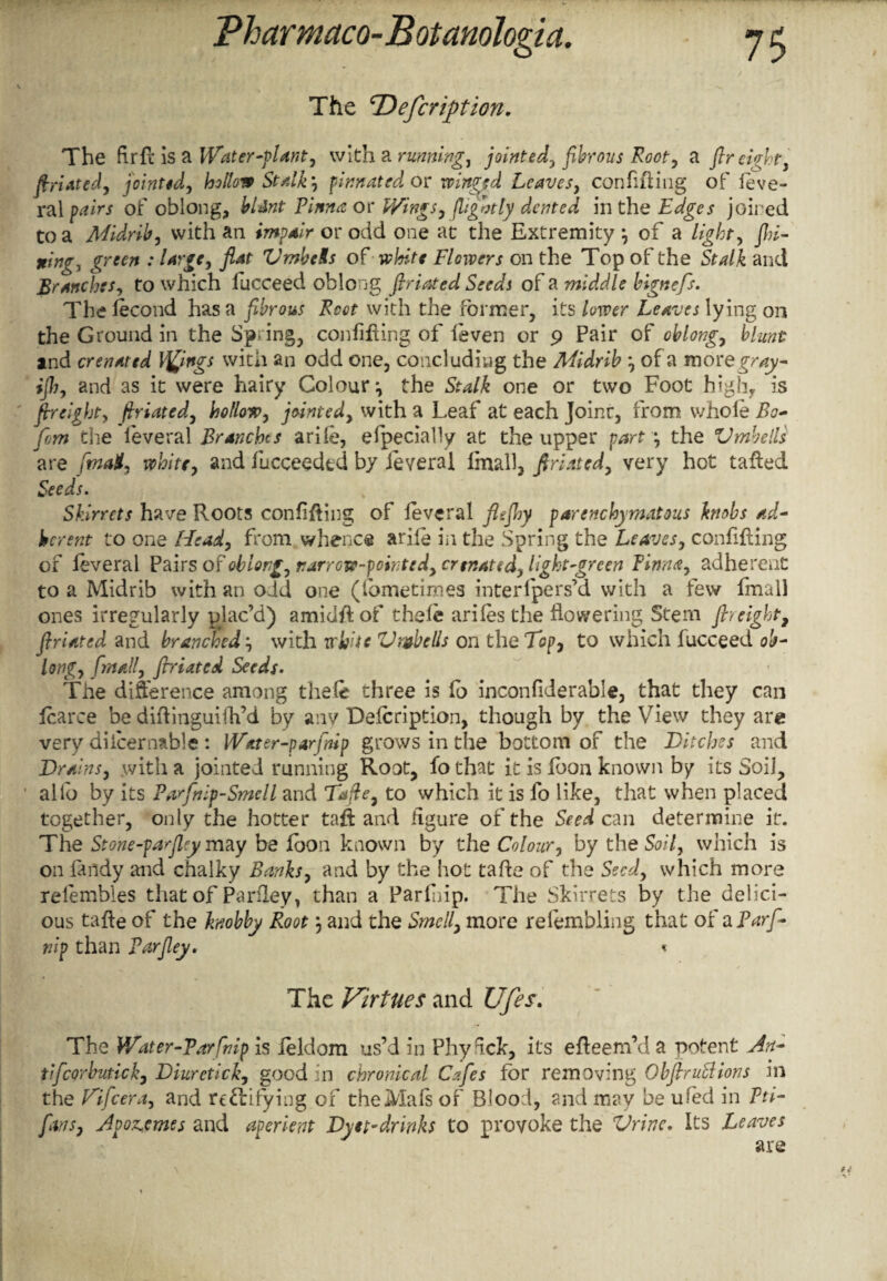 The cDefcription. The firfb is a Water-plant, with a running, jointed, fibrous Root, a fir eight, firiated, jointed, hollow St/tlk^ pinnated or winged Leaves, confining of feve- ral pairs of oblong, bUnt Pinna or Wings, (lightly dented in the Edges joined to a Midrib, with an or odd one at the Extremity, of a light, fihi- wing, green : large, fiat Vmbeis of white Flowers on the Top of the Stalk and Branches, to which fucceed oblong firiated Seeds of a middle bignefs. The iecond has a fibrous Root with the former, its lower Leaves lying on the Ground in the Sping, confining of ieven or 9 Pair of oblong, blunt and crenated lyings with an odd one, concluding the Midrib *9 of a moregray- ijh, and as it were hairy Colour, the Stalk one or two Foot high* is fir eight, firiated, hollow, jointed, with a Leaf at each Joinr, from whole Bo- fiom the ieveral Branches arile, efpecially at the upper part s, the V mb ells are fimaK, white, and fucceeded by ieveral lmall, firiated, very hot tailed Seeds. Skirrcts have Roots confining of Ieveral flefihy parenchymatous knobs ad¬ herent to one Head, from whence ariie in the Spring the Leaves, confining of Ieveral Pairs of oblong, narrow-pointed, crenated, light'green Pinna, adherent to a Midrib with an odd one (fometimes interfpers’d with a few fmall ones irregularly plac’d) amid# of theic arifes the flowering Stem fir eight, firiated and branched, with white Vmbells on the Top, to which fucceed ob¬ long, fmall, firiated Seeds. The difference among thele three is fo inconfiderable, that they can Icarce be diilinguifh’d by any Delcription, though by the View they are very diicernable : IVater-parjmp grows in the bottom of the Bitches and Brains, .with a jointed running Root, fo that it is foon known by its Soil, alio by its Pa'fnif-Smell and Tafte, to which it is fo like, that when placed together, only the hotter taffc and figure of the Seed can determine if. The Stone-parfly may be loon known by the Colour, by the Soil, which is on fmdy and chalky Banks, and by the hot tafle of the Seed, which more relemhles that of Parfley, than a Parlhip. The Skirrets by the delici¬ ous talle of the knobby Root , and the Smell, more relembling that of a Parfi- nip than Parfiey. < The Virtues and Ufes\ The Water-Parfinip is ieldom us’d in Phy ick, its efteem’d a potent An¬ ti ficorbutich, Biuretick, good in chronical Cafes for removing Obftruttions in the Bificera, and rt&ifying of theMals of Blood, and may be ufed in Pti- fians, Apowmes and aperient Byet-drinks to provoke the Vrine. Its Leaves are