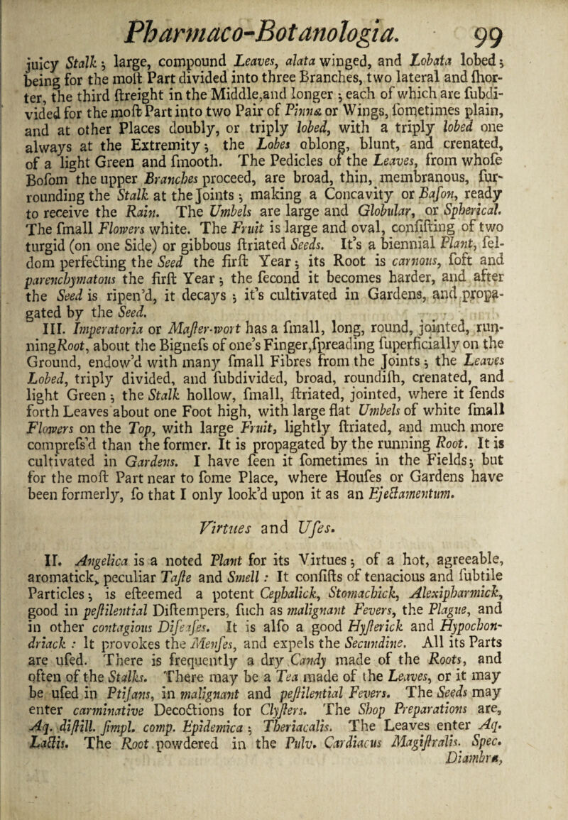 juicy Stalk -, large, compound Leaves, alata winged, and Lobata lobed s being for the molt Part divided into three Branches, two lateral and fhor- ter, the third {freight in the Middle,and longer •, each of which are fubdi- vid’ed for the moft Part into two Pair of Pinna or Wings, fometimes plain, and at other Places doubly, or triply lobed, with a triply lobed one always at the Extremity-, the Lobes oblong, blunt, and crenated, of a light Green and fmooth. The Pedicles of the Leaves, from whofe Bofom the upper Branches proceed, are broad, thin, membranous, fur* rounding the Stalk at the Joints * making a Concavity or Bafon, ready to receive the Rain. The Umbels are large and Globular, or Spherical The fmall Flowers white. The Fruit is large and oval, confiding of two turgid (on one Side) or gibbous ftriated Seeds. It’s a biennial Plants fel- dom perfecting the Seed the firft Year * its Root is carrions, foft and parenchymatous the firft Year-, the fecond it becomes harder, and after the Seed is ripen’d, it decays -, it’s cultivated in Gardens, and propa¬ gated by the Seed. III. Imperatoria or Majfsr-wort has a fmall, long, round, jointed, run- ningRoot, about the Bignefs of one’s Finger,fpreading fuperficially on the Ground, endow’d with many fmall Fibres from the Joints * the Leaves Lobed, triply divided, and fubdivided, broad, roundifti, crenated, and light Green -, the Stalk hollow, fmall, ftriated, jointed, where it fends forth Leaves about one Foot high, with large flat Umbels of white fmall Flowers on the Top, with large Fruit, lightly ftriated, and much more comprefs’d than the former. It is propagated by the running Root. It is cultivated in Gardens. I have feen it fometimes in the Fields * but for the moft Part near to fome Place, where Houfes or Gardens have been formerly, fo that I only look’d upon it as an Ejeft amentum. Virtues and Ufes. II. Angelica is a noted Plant for its Virtues •, of a hot, agreeable, aromatick> peculiar Tajle and Smell: It confifts of tenacious and lubtile Particles -, is efteemed a potent Cephalick, Stomachick, Alexipharmick, good in pejlilential Diftempers, fuch as malignant Fevers, the Plague, and in other contagious Difeafes. It is alfo a good Hyjlerick and Hypochon- dviack : It provokes the Menfes, and expels the Secundine. All its Parts are ufed. There is frequently a dry Candy made of the Roots, and often of the Stalks. There may be a Tea made of the Leaves, or it may be ufed in Ptijans, in malignant and pejlilential Fevers. The Seeds may enter carminative Deceptions for Clyjlers. The Shop Preparations are, Aq. diftill. Jimpl. comp. Epidemica $ Theriacalis. The Leaves enter Aq. Laflis. The Root powdered in the Pulv. Cardiacus Magiftralh. Spec. Diambra,