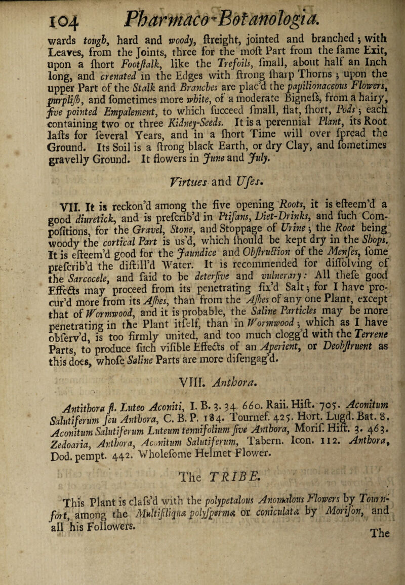 wards tough, hard and woody, ftreight, jointed and branched * with Leaves, from the Joints, three for the moft Part from the fame Exit, upon a fhort Footjlalk, like the Trefoils, fmall, about half an Inch long, and crenated in the Edges with ftrong fharp Thorns , upon the upper Part of the Stalk and Branches are plac’d the papilionaceous Flowers, pitrpli/f), and fometimes more white, of a moderate Bignefs, from a hairy, five pointed Empalement, to which fucceed fmall, flat, fhort, Pods $ each containing two or three Kidney-Seeds. It is a perennial Plant, its Root lafts for feveral Years, and in a fhort Time will over fpread the Ground. Its Soil is a ftrong black Earth, or dry Clay, and fometimes gravelly Ground# It flowers in June and July. Virtues 2l nd Ufes. VII. It is reckon’d among the five opening Roots, it is efteem’d a good diuretick, and is prefcribd in Ptifans, iJiet-Di inks, and fuch Com- pofitions, for the Gravel, Stone, and Stoppage of Urine *, the Root being woody the cortical Part is us’d, which fhould be kept dry in the Shops. It is efteem’d good for the Jaundice and OhpuUion of the Menfes, fome prefcrib’d the diftill’d Water. It is recommended for diflolving of the Sarcocele, and faid to be deterfwe and vulnerary: All thefe good Effe&s may proceed from its penetrating fix’d Salt * for I have pro¬ cur’d more from its Afies, than from the Ajhes of any one Plant, except that of Wormwood, and it is probable, the Saline Particles pay be more penetrating in the Plant itfelf, than in Wormwood ^ which as I have obferv’d, is too firmly united, and too much clogg’d with the Terrene Parts, to produce fuch vifible Effetts of an Aperient, or Deobpuent as this does, whofe Saline Parts are more diferigag’d. VIII# Anthora. ‘ * . • Antithorafl. Luteo Aconiti, I. B. 3. 660. Raii. Hift. 70*. Aconitum Salutiferum feu Anthora, C. B. P. 184. Tournef. 425. Hort. Lugd. Bat. 8. Aconitum Salutiferum Luteumtenuifolium five Anthora, Morif. Hilt. 3. 463. Zedoaria, Anthora, Aconitum Salutiferum, Tabern. Icon. 112. Anthora, Dod. pempt. 442. Vholefome Helmet Flower. The TRIBE. This Plant is clafs’d with the polypetalous Anomalous Plowers by Town- fort, among the Multifiliqua polyfperma or coniculata by Morif on, and all his Followers.