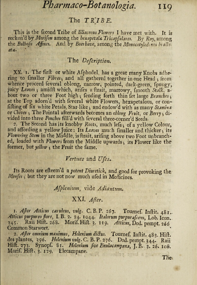 The T R'l B E. This is the fecond Tribe of liliaceous Flowers I have met with. It is reckon’d by Morifoti among the hexapetaU Tricapfulares. By Ray, among the Bulbojis Affines. And by Boerbave, among the Monocotyledons brafie* at&. The Defcription* XX. 1. The firft or white Afphodel, has a great many Knobs adhe- I ring to fmaller Fibresh and all gathered together in one Head ♦, from whence proceed leveral oblong, narrow, pointed, dark-green, fpungy, juicy Leaves h amidfi which, arifes a ftrait, marrowy, fmooth Stalk, a- bout two or three Foot high ^ fending forth thin fet large Branches v at the Top adorn’d with feveral white Flowers, hexapetalous, or con- filling of fix white Petals, Star-like ^ and endow’d with as many Stamina or Chives •, The Pointal afterwards becomes an oblong Fruit, or Berry •, di¬ vided into three Pouches fill’d with feveral three-corner’d Seeds. 2. The Second has its knobby Roots, much lefs* of a yellow Colour, and affording a yellow Juice; Its Leaves much fmaller and-thicker •, its Flowering Stem in the Middle, is ftrait, arifing above two Foot unbranch¬ ed, loaded with Flowers from the Middle upwards 5 its Flower like the former, but yellow * the Fruit the fame. Vertues and Ufes.. Its Roots are elleem d a potent Diuretic'll, and good for provoking the Menfes $ but they are not now much ufed in Medicines. Afplenum, vide Adiantmu % XXI. After. 1. After Atticus cartileus, vulg. C. B. P. 267. Tournef. Inftit. 481.- Atticus purpureo flore, I. B. 2. 24. 1044. Italorum purpurafcens, Lob. Icon. 34?. Raii Hill. 268. Morif.Hifl. 3. 119. Atticus, Dod. pempt. 266 Common Starwort. 2. After omnium maximus, Helenium ditfus. Tournef. Inftit. 483. Hill, des plantes, 396. Helenium vulg. C. B. P. 276. Dod. pempt. 344. Raii Hid. 273. Synopf. 81. Helenium five Enulacampana, T. B. 3. 26. 108. Morif, Hid. 3. 129. Elecampane. ' • ' The*