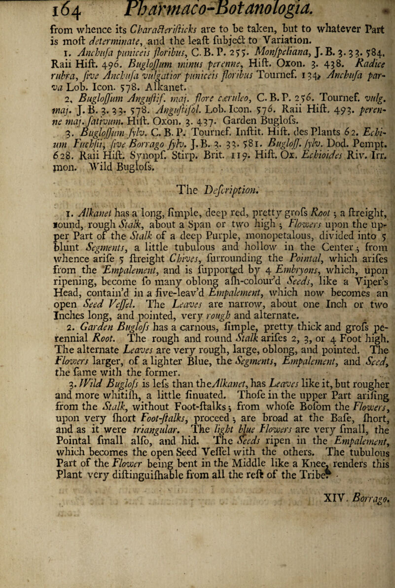 from whence its Char afterifticks are to be taken, but to whatever Part is moft determinate, and the leaft fubjedd to Variation. 1. Anchufa puniceis floribus, C. B. P. 255. Mon/peliana, J. B. 3. 3 3. ^84. Raii Hift. 496. BugloJJum minus per erne, Hift. Oxon. 3. 438. Radice rubra, five Anchufa vulgdtior puniceis floribus Tournef. 134* Anchufa par- ^7 Lob. Icon. 578. Alkanet. 2. BugloJJum Anguftif. maj. fore cjtruleo, C. B. P. 2 7^. Tournef. wo/. J. B. 3. 33. 5:78. AnguJUj'ol. Lob. Icon. 576. Raii Hift. 493. per ni¬ ne maj.fativmn. Hift. Oxon. 3. 437. Garden Buglofs. 3. Bugloffum Jylv. C. B. P. Tournef. Inftit. Hift. des Plants 6 2. Erbi¬ um Fuchfii, Jive Borrago fyh. J.B. 3. 33. 5-81. BugloJJ. Jylv. Dod. Pempt. 628. Raii Hift. Synopf. Stirp. Brit. 119. Hift. Ox. Echioides Riv. Irr. mon. Wild Buglofs. . J The Difcription, 1. Alkanet has a long, fimple, deep red, pretty grofs Root $ a ftreight, found, rough Stalk, about a Span or turo high ^ Flowers upon the up¬ per Part of the Stalk of a deep Purple, monopetalous, divided into 5 blunt Segments, a little tubulous and hollow in the Center ^ from whence arife 7 ftreight Chives, furrounding the Pointed, which arifes from the Empalement, and is fupport^d by 4 Embry on s, which, upon ripening, become fo many oblong afh-colourd Seeds, like a Viper’s Head, contain’d in a five-leav’d Empalement, which now becomes an open The Leaves are narrow, about one Inch or two Inches long, and pointed, very rough and alternate. 2. Garden Buglofs has a carnous, fimple, pretty thick and grofs pe¬ rennial Root. The rough and round Stalk arifes 2, 3, or 4 Foot high. The alternate Leaves are very rough, large, oblong, and pointed. The Flowers larger, of a lighter Blue, the Segments, Empalement, and Seed, the fame with the former. 3. Wild Buglofs is lefs than thcAlkanet, has Leaves like it, but rougher and more whitilh, a little finuated. Thofe in the upper Part arifing from the Stalk, without Foot-ftalks$ from whofe Bofom the Flowers, upon very Ihort Footftalks, proceed *, are broad at the Bafe, ftiort, and as it were triangular. The light blue Howes's are very fmall, the Pointal fmall alfo, and hid. The deeds ripen in the Empalement, which becomes the open Seed Veftel with the others. The tubulous Part of the Flower being bent in the Middle like a Knee, renders this Plant very diftinguiftiable from all the reft of the Tribe. ■