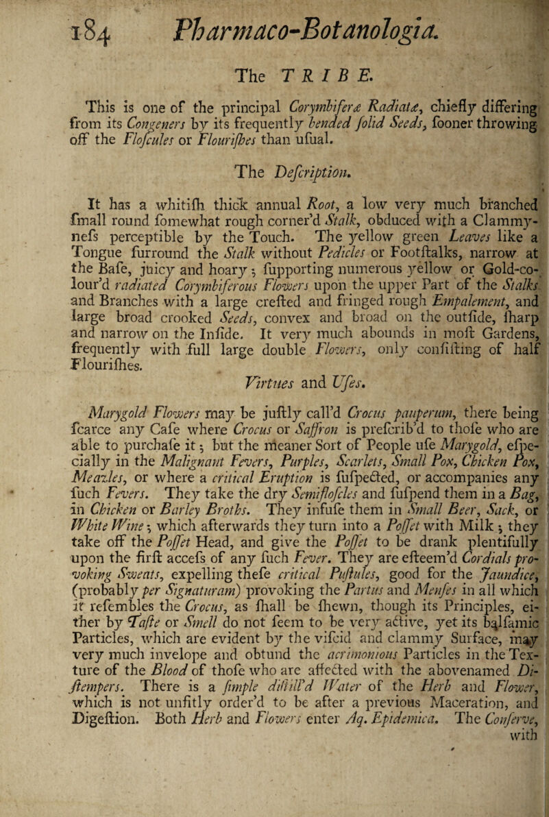 The T R I B E. ' This is one of the principal Corymbifer£ RadiaU, chiefly differing from its Congeners by its frequently bended Jolid Seeds, fooner throwing off the Flojcules or Flouri/hes than ufual. The Defcription. It has a whitifh thick annual Root, a low very much branched fmall round fomewhat rough corner’d Stalk, obducecl with a Clammy- nefs perceptible by the Touch. The yellow green Leaves like a Tongue furround the Stalk without Pedicles or Footftalks, narrow at the Bafe, juicy and hoary fupporting numerous yellow or Gold-co- lour’d radiated Corymbiferous Flowers upon the upper Part of the Stalks and Branches with a large crefted and fringed rough Empalement, and large broad crooked Seeds, convex and broad on the outfide, lharp and narrow on the Infide. It ver}^ much abounds in molt: Gardens, frequently with .full large double Flowers, only confifting of half Flourifhes. Virtues and Ufes. Marygold Flowers may be juftly call’d Crocus pauperum, there being fcarce any Cafe where Crocus or Saffron is preferib’d to thole who are able to purchafe it *, but the meaner Sort of People ufe Marygold, efpe- cially in the Malignant Fevers, Purples, Scarlets, Small Pox, Chicken Pox, Meazles, or where a critical Eruption is fufpe&ed, or accompanies any fuch Fevers. They take the dry Semiflofcles and fufpend them in a Bag, in Chicken or Barley Broths. They infufe them in Small Beer, Sack, or White Wine *, which afterwards they turn into a Poffetwith Milk they take off the Poffet Head, and give the Poj]et to be drank plentifully upon the firft accefs of any fuch Fever. They are efteem’d Cordials pro- voking Sweats, expelling thefe critical Puflules, good for the Jaundice, (probably per Si gnat ur am) provoking the Partus and Menfes in all which it refembles the Crocus, as fhall be fhewn, though its Principles, ei¬ ther by rfafte or Smell do not feem to be very active, yet its b^lfamic Particles, which are evident by the vifeid and clammy Surface, m%y very much invelope and obtund the acrimonious Particles in the Tex¬ ture of the Blood of thofe who are affected with the abovenamed Di- ltempers. There is a fimple diliiWd Water of the Herb and Flower, which is not unfitly order’d to be after a previous Maceration, and Digeftion. Both herb and Flowers enter Aq. Epidemica. The Conferve, with