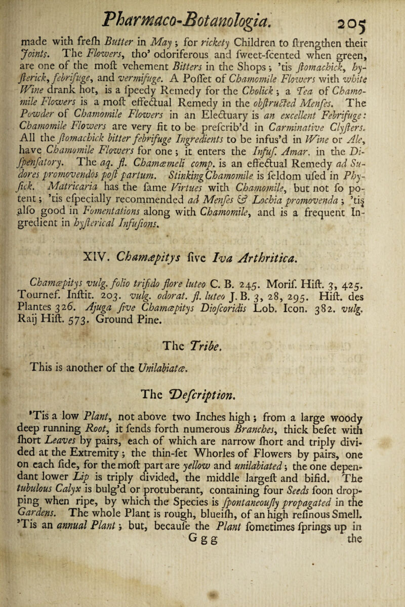 made with frefh Butter in May ; for rickety Children to drengthen their Joints. The Flozvers, tho’ odoriferous and fweet-fcented when green, are one of the mod vehement Bitters in the Shops ; ’tis ftomachick, by- Jlericky febrifuge, and vermifuge. A Poifet of Chamomile Flozvers with white IVine drank hot, is a fpeedy Remedy for the Cholick ; a of Chamo¬ mile Flowers is a mod effectual Remedy in the obftrulled Menfes. The Powder of Chamomile Flozvers in an Electuary is an excellent Febrifuge: Chamomile Flowers are very fit to be prefcrib’d in Carminative Clyfters, All the ftomachick bitter febrifuge Ingredients to be infus’d in IVine or Aley have Chamomile Flowers for one ; it enters the Infuf Amar. in the Di- fpenfatory. The aq. fl. Chamcemeli comp, is an effectual Remedy ad Su¬ dor es promovendos poft partum. Stinking Chamomile is feldom ufed in Pby- fick. Matricaria has the fame Virtues with Chamomile, but not fo po¬ tent ; ’tis efpecially recommended ad Menfes Lochia promovenda ; ’ti$ ^lfo good in Fomentations along with Chamomile, and is a frequent In¬ gredient in hyfterical Infufions. XIV. Chamcepitys five Iva Arthritica. Chamcepitys vulg. folio trifido flore luteo C. B. 245. Morif. Hid. 3, 425. Tournef. Indit. 203. vulg. odorat. fl. luteo J. B. 3, 28, 295. Hid. des Plantes 326. Ajuga five Chamcepitys Diofcoridis Lob. Icon. 382, vulg. Raij Hid. 573. Ground Pine. „ The Tribe. This is another of the Unilabiatce. The ‘Defcription. *Tis a low Plant, not above two Inches high; from a large woody deep running Rooty it fends forth numerous Branches, thick befet with fhort Leaves by pairs, each of which are narrow fhort and triply divi¬ ded at the Extremity ; the thin-fet Whorles of Flowers by pairs, one on each fide, for the mod part are yellow and unilabiated; the one depen¬ dant lower Lip is triply divided, the middle larged and bifid. The tubulous Calyx is bulg’d or protuberant, containing four Seeds foon drop¬ ping when ripe, by which the Species is fpontaneoufly propagated in the Gardens. The whole Plant is rough, blueifii, of an high refinous Smell. 5Tis an annual Plant > but, becaufe the Plant fometimes fprings up in ' G g g the