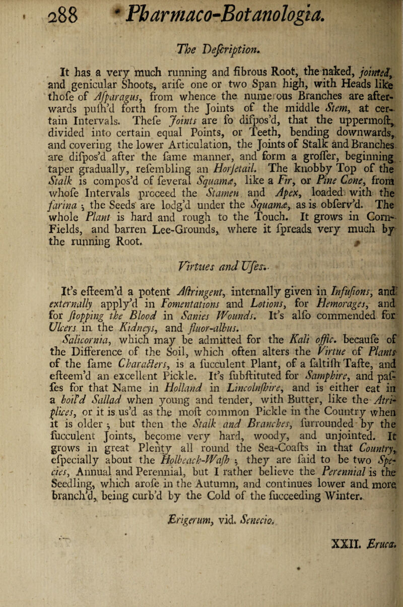 The Dejcription. It has a very much running and fibrous Root, the naked, jointed, and genicular Shoots, arife one or two Span high, with Heads like thofe of Afparagus, from whence the numerous Branches are after¬ wards pufh’d forth from the Joints of the middle Stem, at cer¬ tain Intervals. Thefe Joints are fo difpos’d, that the uppermoft, divided into certain equal Points, or Teeth, bending downwards, and covering the lower Articulation, the Joints of Stalk and Branches are difpos’d after the fame manner, and form a groffer, beginning taper gradually, refembling an HorJetaiL The knobby Top of the Stalk is compos’d of feveral Squama, like a Fir, or Pine Cone, from whofe Intervals proceed the Stamen and Apex, loaded with the farina *, the Seeds are lodg’d under the Squama, as is obferv’d. The whole Plant is hard and rough to the Touch. It grows in Corn-¬ Fields, and barren Lee-Grounds, where it fpreada very much by the running Root, ? Virtues andUfes.- * It’s efieem’d a potent Aftringent, internally given in Infufions, and externally apply’d in Fomentations and Lotions, for Hemorages,- and for Jtopping the Blood in Sanies Wounds. It’s alfo commended for Ulcers in the Kidneys, and fluor-albus. Salicornia, which may be admitted for the Kali offic. becaufe of the Difference of the Soil, which often alters the Virtue of Plants of the fame Characters, is a fucculent Plant, of a faltiih Tafte, and efteem’d an excellent Pickle. It’s fubftituted for Samphire, and pai- fes for that Name in Holland in Lincoln fair e, and is either eat in a loifd Sallad when young and tender, with Butter, like the Atri- pliees, or it is us’d as the moft common Pickle in the Country when it is older ^ but then the Stalk and Branches, furrounded by the fucculent Joints, become very hard, woody, and unjointed. It grows in great Plenty all round the Sea-Coafts in that Countryy efpecially about the Holbeach-Wajh $ they are faid to be two Spe¬ cies, Annual and Perennial, but I rather believe the Perennial is the Seedling, which arofe in the Autumn, and continues lower and more branch’d,, being curb’d by the Cold of the fucceeding Winter., Jirigerum, vid. Senecio, XXII. Eruca.