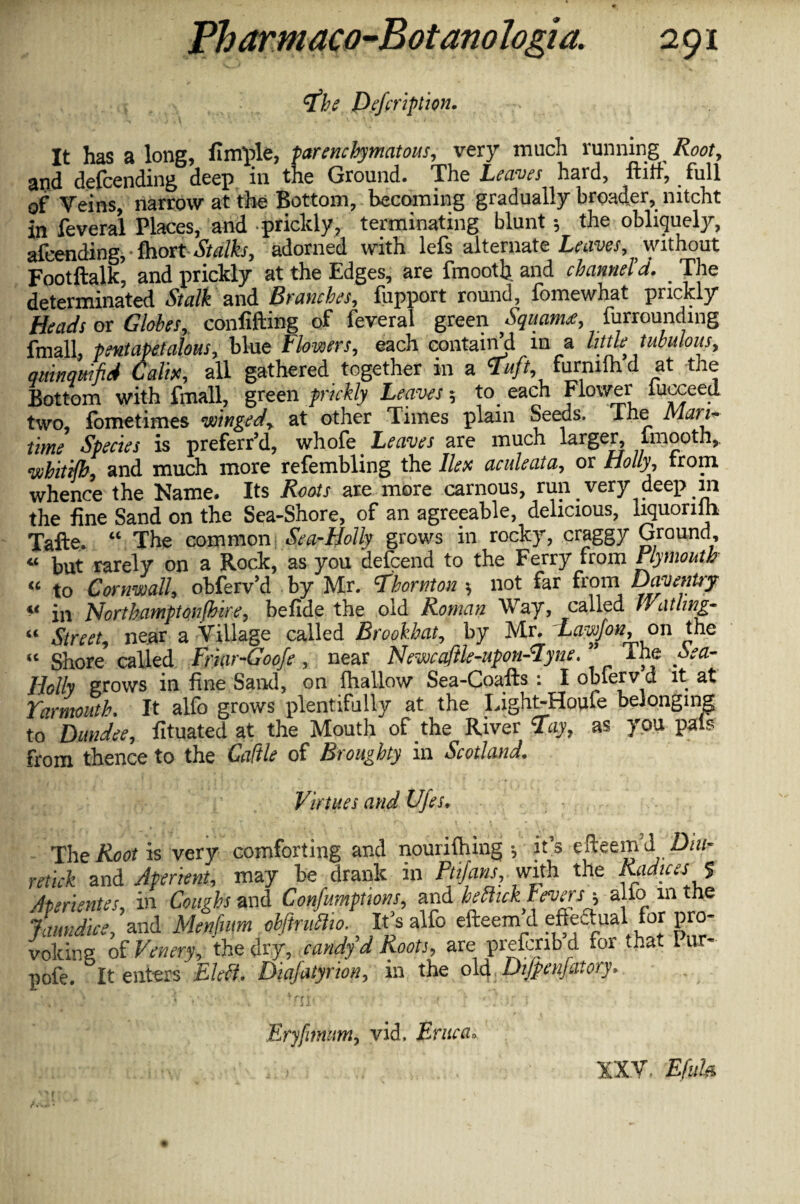 <fhe Defcription, It has a long, fimple, parenchymatous, very much running Root, and defeending deep in the Ground. The Leaves hard, ftitf, full of Veins, narrow at the Bottom, becoming gradually broader, mtcht in feveral Places, and prickly, terminating blunt 5 the obliquely, afeending, ThortStalks, adorned with lefs alternate Leaves, , without Footftalk, and prickly at the Edges, are fmootb. and channeld. . The determinated Stalk and Branches, fupport round, fomewhat prickly Heads ox Globes, conlifting of feveral green Squanu, furrounding fmall, pentapeialous, blue Flowers, each contain’d in a little tubulous, qmnquifid Calls, all gathered together in a Tuft, furmihd at the Bottom with fmall, green prickly Leaves 5 to each Flower fucceed two, ibmetimes winged, at other Times plain Seeds. The Mari time Species is preferr’d, whofe Leaves are much larger, fmooth,. whiti/h, and much more refembling the lies aculeata, or Holly, rrom whence the Name. Its Roots are more carnous, run very deep in the fine Sand on the Sea-Shore, of an agreeable, delicious, liquorilii Tafte. “ The common Sea-Holly grows in rocky, craggy Ground, “ but rarely on a Rock, as you defeend to the Ferry from Plymouth « to Cornwall, obferv’d by Mr. cfhornton 5 not far from Dav entry in Northamptonfhire, befide the old Roman Way, called Watlmg- “ Street, near a Village called Brookhat, by Mr. Lavjjon, on the “ Shore called Friar-Goofe, near Newcafik-upon-lyne. ” The Sea- Holly grows in fine Sand, on {hallow Sea-Coafts: I obfervd it at Yarmouth. It alfo grows plentifully at the Light-Houfe belonging to Dundee, fituated at the Mouth of the River lay, as you pals from thence to the Cattle of Broughty in Scotland. Virtues and Ufes. The Root is very comforting and nourifhing ; it’s efteem’d Dm- retick mi Aperient, may be drank in Ptijans,. with the Radices $ Aterientes, in Coughs and Confumpttons, and hehitek levers-, alio in the Jaundice, and Menfum obftruftto. It’s alfo efteem d eftecmal for pro¬ voking of Venery, the dry, candy d Roots, are prefcribd for that l nr- pofe. It enters Elefi. Diqfatyrion, in the old Dijpenfatory. Eryfunum, vid, Eruca» XXV. Efuh