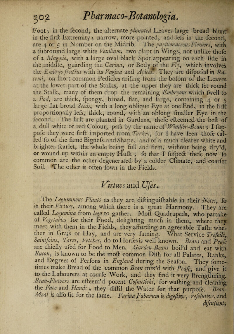 Foot; in the fecond* the alternate pinnated Leaves large broad blunt in the firft Extremity ; narrow, more pointed, and Ids in the iecond, are 4 or 5 in Number on the Midrib. The pa.ilionaceousFlowers, with a fubrotund large white VexiUum, two dapt in Wings, not unlike thofe of a Magpie, with a large oval black Spot appearing on each fide in the middle, guarding the Carina, or Body of the FIy, which involves the Embryo fruftus with its Vagina and Apices. They are difpofedin Ra¬ ce mi y on fhort common Pedicles arifing from the bofom of the Leaves at the lower part of the Stalks, at the upper they are thick fet round the Stalk, many of them drop the remaining Embryons which fwell to a Pocly are thick, fpongy, broad, fiat, and large, containing 4 or 5 large flat broad Seeds, with a long oblique Eye at one End, in the firft proportionally lefs, thick, round, with an oblong fmaller Eye in the Jecond. The firft are planted in Gardens, thefe efteemed the beft of a. dull white or red Colour, pafs by the name of V/indfor-Beans; I fup- pofe they were firft imported from Turkey, for I have feen thofe cal¬ led fo of the fame Bignefs and Shape, and of a much clearer white and brighter fcarlet, the whole being full and Arm, without being dry’d, ©r wound up within an empty Hulk ; fo that I fufpedt thefe now fo common are the other degenerated by a colder Climate, and coarfer Soil. The other is often fown in the Fields.. Virtues and Ufes. The Leguminous Plants as they are diftinguiftiable in their Notes, fo in their Virtues, among which there is a great Harmony. They are called Legumina from lego to gather. Molt Quadrupeds, who partake of Vegetables for their Food, delighting much in them, where they meet with them in the Fields, they affording an agreeable Tafte whe¬ ther in Grafs or Flay, and are very fatning. What Service Trefoils, Sainfoins, Tares, Vetches, do toHorlesis well known. Beans and Peafe are chiefly uled for Food to Men. Garden Beans boil’d and eat with Bacon, is known to be the moft common Difh for all Palates, Ranks, and Degrees of Perfons in England during the Seafon. They fome- times make Bread of the common Bean mix’d with Peafe, and give it to the Labourers at courfe ^Work, and they find it very ftrengthning. Bean-Flowers are efteem’d potent Cofmeticks, for wafhing and cleaning the Face and Elands ; they diftil the Water for that purpofe. Bean- Meal is alfcfit for the fame.. Farina Tab arum is digeftive, refolutive, and difcutknt,