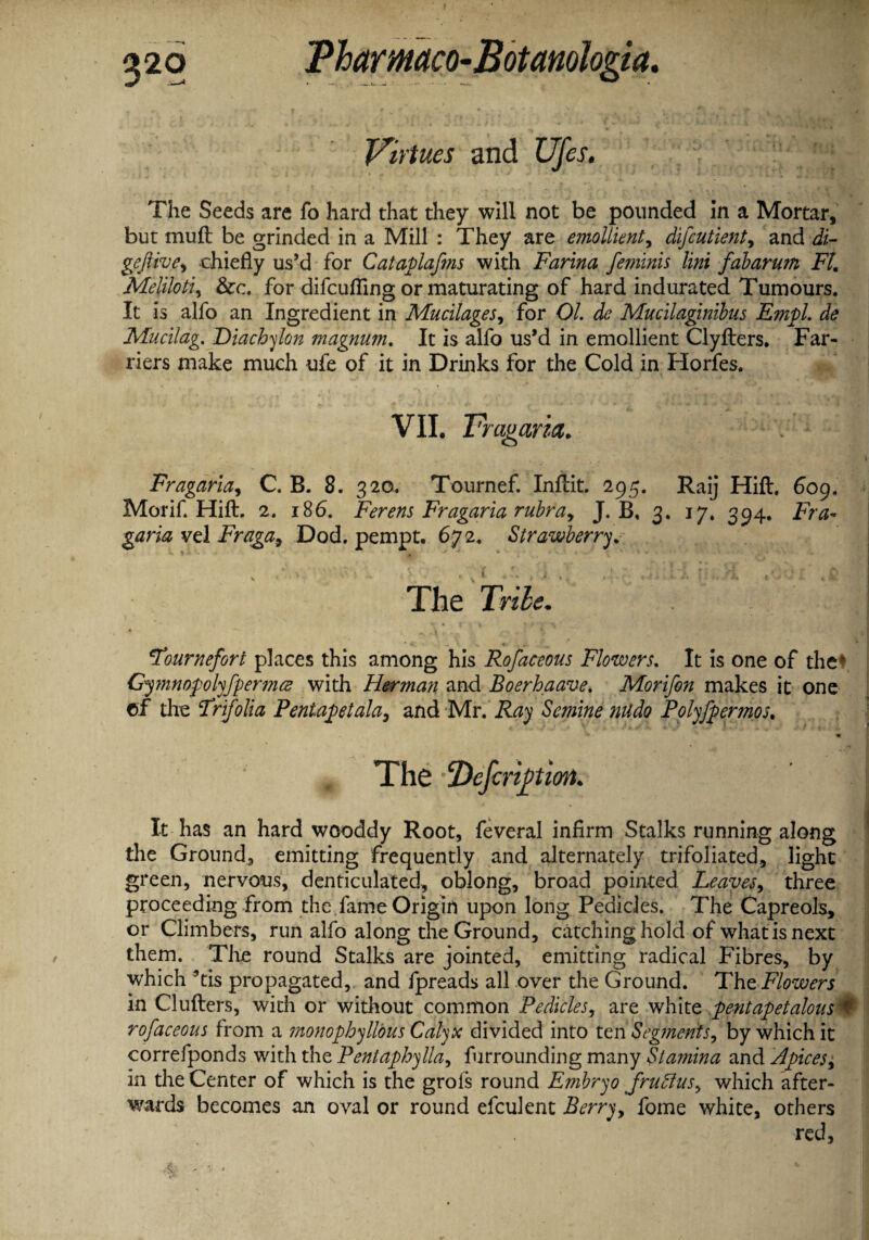 I 32° Pharmco-Botanologia. Virtues and Ufes. The Seeds are fo hard that they will not be pounded in a Mortar, but muft be grinded in a Mill : They are emollient, difcutient, and di- geftive, chiefly us’d for Cataplafms with Farina feminis Uni falarum FI. Meliloti, &c. for difcufling or maturating of hard indurated Tumours. It is alfo an Ingredient in Mucilages, for O/. ^ Mucilaginibus Empl. de Mucilag. Diachylon magnum. It is alfo us’d in emollient Clyfters. Far¬ riers make much ufe of it in Drinks for the Cold in Horfes. VII. B raganct. Fragaria^ C. B. 8. 320. Tournef. Inflit. 295. Raij Hift, 609, Morif. Hill. 2. 186. Ferens Fragaria rubra, J. B, 3. 17. 394. Fra- garia vel Fraga9 Dod. pempt. 672. Strawberry. The Tribe. Tournefort places this among his Rofaceous Flowers. It is one of the* Gymnopolyfpermce with Her?nan and Boerhaave. Morifon makes it one cf the Trifolia Pentapetala, and Mr. Ray Semine undo Pplyfpermos. The jDcfaipion. It has an hard wooddy Root, feveral infirm Stalks running along the Ground, emitting frequently and alternately trifoliated, light green, nervous, denticulated, oblong, broad pointed Leaves, three proceeding from the fame Origin upon long Pedicles. The Capreols, or Climbers, run alfo along the Ground, catching hold of what is next them. The round Stalks are jointed, emitting radical Fibres, by which ’tis propagated, and fpreads all over the Ground. Tht Flowers in Clufters, with or without common Pedicles, are white pentapetalous * rofaceous from a monophyllous Calyx divided into ten Segments, by which it correfponds with the Pentaphylla, furrounding many Stamina and Apices, in the Center of which is the grofs round Embryo fruttus^ which after¬ wards becomes an oval or round efculent Berry, fome white, others red,