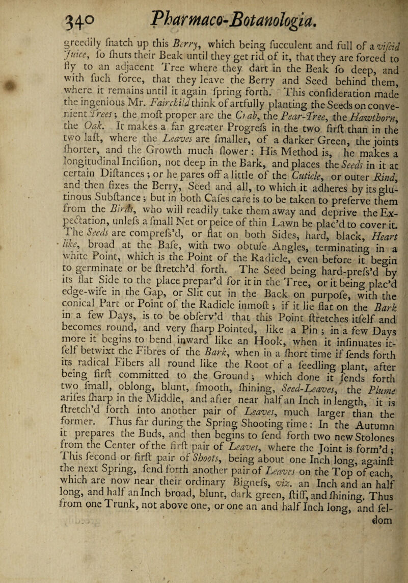 greedily {hatch up this Berry, which being fucculent and full of a vifeid Juice, fo fhuts their Beak until they get rid of it, that they are forced to fy to an adjacent Tree where they dart in the Beak fo deep, and with fuch force, that they leave the Berry and Seed behind them, where it lemains until it again ipring forth, i his conlideration made tn . ingenious MI. Fairchild think of artfully planting the Seeds on conve¬ nient Frees; the moft proper are the C; ab, the Pear-Free, the Hawthorn, the Oak. It makes a far greater Progrels in the two firft than in the two laft, where the Leaves are fmaller, of a darker Green, the joints fhorter, and the Growth much flower: His Method is, he makes a longitudinal Incifion, not deep in the Bark, and places the Seeds in it at certain Didances ; or he pares off a little of the Cuticle, or outer Rind, .uXjd then fixes the Beiry, Seed anti all, to which it adheres by its glu¬ tinous Subfiance ; but in both Cafes care is to be taken to preferve them from the Birds, who wiil readily take them away and deprive the Ex¬ pectation, unlefs a fmall Net orpeice of thin Lawn be plac’d to cover it. '1 he Seeds are comprefs’d, or fiat on both Sides, hard, black. Heart like, bioad at the Bafe, with two obtufe Angles, terminating- in a white Point, which is the Point of the Radicle, even before it^ beo-in to germinate or be flretch’d forth. The Seed being hard-prefs’d by itb fiat Side to the place prepar d for it in tne i ree, oritbeino* plac’d edge-wife in the Gap, or Slit cut in the Back on purpofe, with the conical Parc or Point of the Radicle inmofl; if it lie fiat on the Bark in a few Days, is to be obferv’d that this Point ftretches itfelf and becomes round, and very fharp Pointed, like a Pin ; in a few Days more it begins to bend inward like an Hook, when it infinuates it- lelf betwixt the Fibres of the Bark, when in a fhort time if fends forth its. radical Fibers all round like the Root of a feedling plant, after being fir ft committed to the Ground ^ which done it fends’ forth two fmall, oblong, blunt, fmooth, fhining, Seed-Leaves ' the Plume anfes fliarp in the Middle, and after near half an Inch in Wth, it is ftretch’d forth into another pair of Leaves, much larger ^than the former. I hus far during the Spring Shooting time : In the Autumn it prepares the Buds, and then begins to fend forth two newStolones from the Center of the firft pair of Leaves, where the Toint is form’d • '{his fecond or firft pair of Shoots, being about one Inch long, againft the next opiing, fend forth another pair of Leaves on the Top of each, which are now near their ordinary Bignefs, viz. an Inch and an half long, and half an Inch broad, blunt, dark green, ftiff, and fhining. Thus from one Trunk, not above one, or one an and half Inch long, and fel- dom