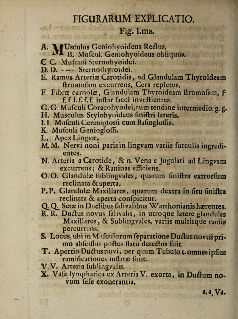 FIGURARUM EXPLICATIO. Fig, I.ma. A. VtUscuIus Geniohyoideus Reflus, ^ B, Mufcul. Geniohyoideus obliquus, C C. Mufculi Sternohyoidei. D. O. —* Sternothyroidei. E. Ramus Arteriae Carotidis, ad Glandulam Thyroideam ftrumofam excurrens. Cera repletus, F. Fibrae carnofe, Glandulam Thyroideam ftrumofam, f f. f i. f. f. f. inftar faeci inveftientes. G. G Mufculi Cnracohyodei,cum tendine intermedio, g. g. H. Musculus Stylohyoideus flniftri lateris. I. 1 Mufculi Ceratoglosfi cum Bafiogloffis. K. Mufculi Geniogloflu L. ApexLingvae, M. M. Nervi noni paris in lingvam variis furculis ingredi- entes. N. Arteria a Carotide, & n. Vena a Jugulari ad Lingvam excurrens; &Raninas efficiens. O. O. Glandulae fublingvales, quarum finiftra extrorfum reclinata & aperta, P. P* Glandulas Maxillares, quarum dextra in /itu finiftra reclinata & aperta confpicitur. Q. CL SetaeinDublibusfalivalibus Warthonianis haerentes. R. R. Duflus novus falivalis, in utroque latere glandulas Maxillares, & Sublingvales, variis multisque ramis percurrens. S. Locus, ubi in M ifculorum feparatione Du<ft us novus pri¬ mo abfeiflus poftea flatu deteflus fuit. T* Apertio Dudusnovi, per quam Tubulo t.omnesipfius ramificationes inflitae funt. V. V. Arteria fub!ingvalis. X. Vafa lymphatica ex Arteria V. exorta, in Du&um no¬ vum fefe exonerantia. a. af Va.