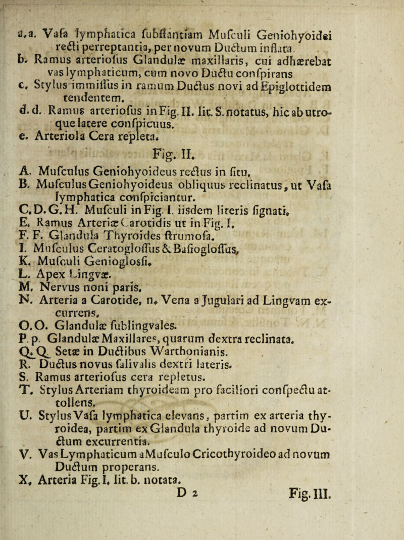 a,a. Vafa lymphatica fubflantiam Mafculi Geniohyoidei refli perreptantia, per novum Dudum inflata, b* Ramus arteriofus Glandulae maxillaris, cui adhaerebat vas lymphaticum, cum novo Du6iu confpirans c. Stylus immitius in ramum Du<flus novi adEpiglottidem tendentem* d. d. Ramus arteriofus inFig. II. Iit. S, notatus, hic ab utro¬ que latere confpicuus. e. Arteriola Cera repleta* Fig* II. A. Mufculus Geniohyoideus reatus in fitu. B, Mufculus Geniohyoideus obliquus reclinatus , ut Vafa lymphatica confpiciantur. C*D.G*H. Mufculi in Fig. I. iisdem literis lignati, E* Ramus Arteriae Carotidis ut in Fig. I* F. F. Glandula Thyroides Rrumofa* I. Mufculus Ceratogioffus&.Baftogloffus, K* Mufculi Genioglosli, L. Apex Lingvae. M. Nervus noni paris* N. Arteria a Carotide, n* Vena a Jugulari ad Lingvam ex¬ currens. 0*0. Glandulas fublingvales. P. p. Glandulae Maxillares, quarum dextra reclinata* Setae in Dudtibus Warthonianis. R. Du<5his novus falivalis dextri lateris. S. Ramus arteriofus cera repletus. T. Stylus Arteriam thyroideam pro faciliori confpeflu at¬ tollens. U. StylusVafa lymphatica elevans, partim ex arteria thy¬ roidea, partim exGiandula thyroide ad novum Du- 6tum excurrentia. V. Vas Lymphaticum aMufculo Cricothyroideo ad novum Du<3um properans. X, Arteria Fig. I* lit. b. notata* Fig. III,