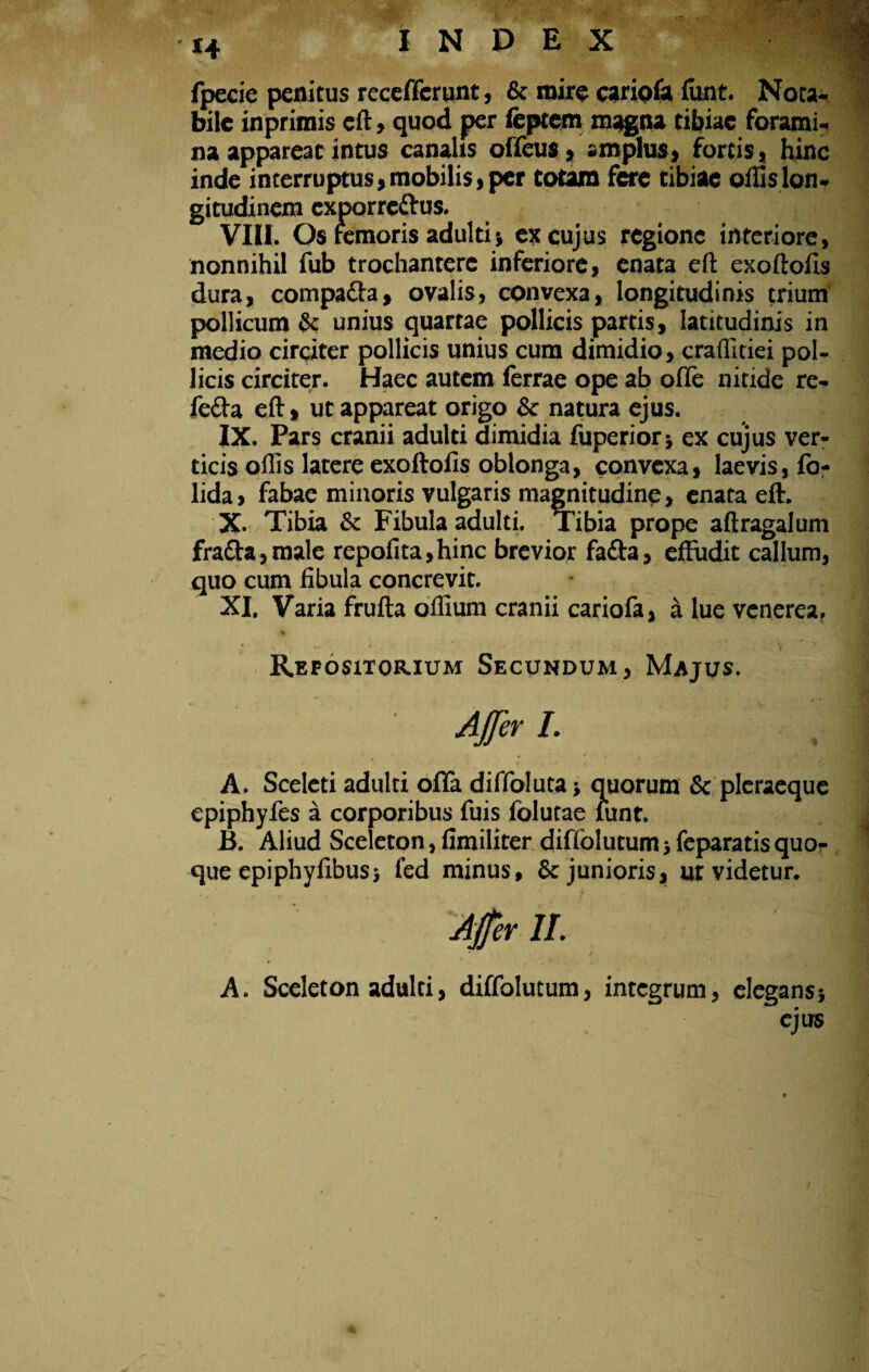 fpecie penitus receffcrunt, & mire cariofa funt. Nota¬ bile inprimis eft, quod per leptem magna tibiae forami¬ na appareat intus canalis offeus, amplus, fortis, hinc inde interruptus, mobilis, per totam fere tibiae ollis Ion- gitudinem exporre&us. VIII. Os remoris adulti) ex cujus regione interiore, nonnihil fub trochantere inferiore, enata eft exoftofls dura, compa&a, ovalis, convexa, longitudinis trium pollicum & unius quartae pollicis partis, latitudinis in medio circiter pollicis unius cum dimidio, craffitiei pol¬ licis circiter. Haec autem ferrae ope ab olTe nitide re- fe&a eft» ut appareat origo & natura ejus. IX. Pars cranii adulti dimidia fuperiorj ex cujus ver¬ ticis offis latere exoftolis oblonga, convexa, laevis, Ib- lida, fabae minoris vulgaris magnitudine, enata eft. X. Tibia & Fibula adulti. Tibia prope aftragalum fra£ta,male repofita,hinc brevior fafta, effudit callum, quo cum fibula concrevit. XI. Varia frufta offium cranii cariofa, a lue venerea. :• !•*  V Repositorium Secundum, Majus. Affer I, A. Sceleti adulti offa diffoluta > quorum & plcraeque epiphyfes a corporibus fuis folutae funt. B. Aliud Sceleton, iimiliter diflblutum > feparatisquo¬ que epiphyiibusj fed minus, & junioris, ut videtur. Affer II. A. Sceleton adulti, diffolutum, integrum, elegans} ejus