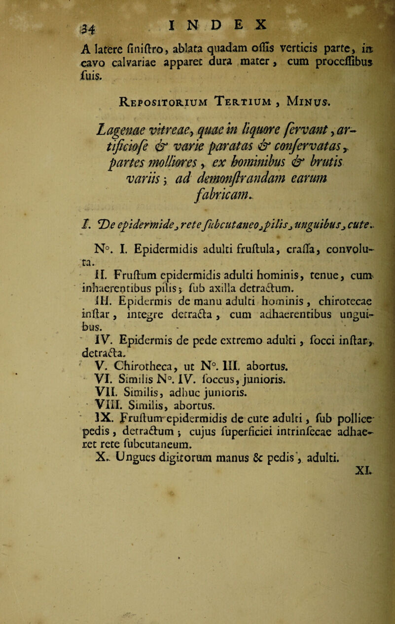 A latere finiftro, ablata quadam oflls verticis parte, iit cavo calvariae apparet aura mater, cum proceflibus fuis. Repositorium Tertium , Minus. Lagenae vitreae, quae in liquore fervant, ar¬ tificio fe & varie paratas & confervatas, partes molliores, ex hominibus & brutis variis; ad demonfirandam earum fabricam. 1. *De epidermidej retefubciitaneOjpilis^ unguibus> cute. N°. I. Epidermidis adulti fruftula, crafla, convolu¬ ta. II. Frudum epidermidis adulti hominis, tenue, cum inhaerentibus pilis 5 fub axilla dctraftum. III. Epidermis de manu adulti hominis , chirotecae indar, integre derra&a, cum adhaerentibus ungui¬ bus. IV. Epidermis de pede extremo adulti, focci indar,, detrafta. V. Chirotheca, ut N°. III. abortus. VI. Similis N°. IV. foccus, junioris. VII. Similis, adhuc junioris. VIII. Similis, abortus. ‘ IX. Frudum* epidermidis de cure adulti, fub pollice pedis , derraftum ; cujus fuperficiei intrinfecae adhae¬ ret rete fubcutaneuna. X.. Ungues digitorum manus & pedis, adulti. XL