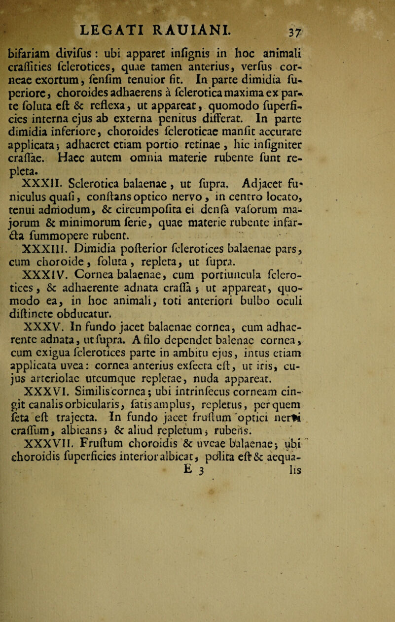 bifariam divifus: ubi apparet infignis in hoc animali eradities fclerotices, quae tamen anterius, verfus cor¬ neae exortum, fenfim tenuior fit. In parte dimidia fu* periorc, choroides adhaerens a fclerotica maxima ex par* te foluta eft & reflexa, ut appareat, quomodo fuperfiU cies interna ejus ab externa penitus differat. In parte dimidia inferiore, choroides fcleroticae manfit accurare applicata5 adhaeret etiam portio retinae, hic infigniter craflae. Haec autem omnia materie rubente funt re¬ pleta. XXXII. Sclerotica balaenae , ut fupra. Adjacet fu¬ niculus quali, conflans optico nervo, in centro locato, tenui admodum, & circumpofita ei denfa vaiorum ma¬ jorum & minimorum ferie, quae materie rubente infar- &a fummopere rubent. XXXI11. Dimidia pofterior fclerotices balaenae pars, cum choroide, foluta, repleta, ut fupra. XXXIV. Cornea balaenae, cum portiuncula fclero¬ tices, & adhaerente adnata crafla j ut appareat, quo¬ modo ea, in hoc animali, toti anteriori bulbo oculi diftincte obducatur. XXXV. In fundo jacet balaenae cornea, cum adhae¬ rente adnata, ut fupra. A filo dependet balenae cornea, cum exigua fclerotices parte in ambitu ejus, intus etiam applicata uvea: cornea anterius exfecta cft, ut iris, cu¬ jus arteriolae utcumque repletae, nuda appareat. XXXVI. Similis cornea; ubi intrinfecus corneam cin¬ git canalis orbicularis, fatis amplus, repletus, perquem feta eft trajecta. In fundo jacet frullum optici nerti craflum, albicans > & aliud repletum * rubehs. XXXVII. Fruftum choroidis & uveae balaenae; ubi choroidis fuperficies interior albicat, polita eft& aequa- E 3 lis
