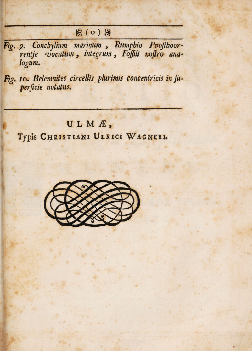 _ t8(o)8_ Fio. p. Conchylium marinum , Rumphio Poofthoor- rentje vocatum, integrum, Foffili noftro ana- logum. Ftg. io. Belemnites circellis plurimis concentricis in fu- perfide notatus. j U L M JE , Typis Christiani Ulrici Wagneri.