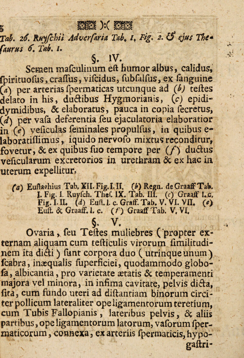 % I^E ).( Tab. 26, Ruyjchii Adverfarit Tab, I, Fig. 2. (S ejus The* Caurus 6. Tui. /. §. IV. Semen mafculinum eft humor albus, calidus, fpirituofus, crafTus, vifcidus, fubfalfus, ex /anguine (a) per arterias fpermaticas utcunque ad (b) teftes delato in his, du&ibus Hygmorianis, (c) epidi- dymidibus, Sc elaboratus, pauca in copia feeretus, (d) per vafa deferentia feu ejaculatoria elaboratior in (e) veficulas feminales propulfus, in quibus e- laboratiffimus, iquido nervofo mixtus reconditur, fovetur, & ex quibus fuo tempore per (/) dudtus veftcularum excretorios in urethram & ex hac in uterum expellitur, (a’) Euftaehius Tab, XII. Fig.I. II. (l>) Regii. deGraafFTab. I. Fig. I. Ruyfch. Thet IX. Tab. III. (c) Graaff Lc. Fig. I. II. (d) Eufl. 1. c. Graff. Tab. V. VI. VII, (*) Euft. & Graaff. 1. c. ( f) Graaff Tab. V. VI, §. v. Ovaria, feu Teftes muliebres ( propter ex¬ ternam aliquam cum tefticulis virorum fimilitudi- nem ita di&i) fiint corpora duo ( utrinqueunum) fcabra, inaequalis fuperficiei, quodammodo globo- fe, albicantia, pro varietate aetatis Sc temperamenti majora vel minora, in infima cavitate, pelvis diAa, fira, cum fundo uteri ad diftantiam binorum circi¬ ter pollicum lateraliter ope ligamentorum teretium, cum Tubis Fallppjanis, lateribus pelvis, St aliis partibus, ope ligamentorum latorum, vaforum /per- maticorum, connexa, ex arteriis fperraaticis,hypo- gaftri-