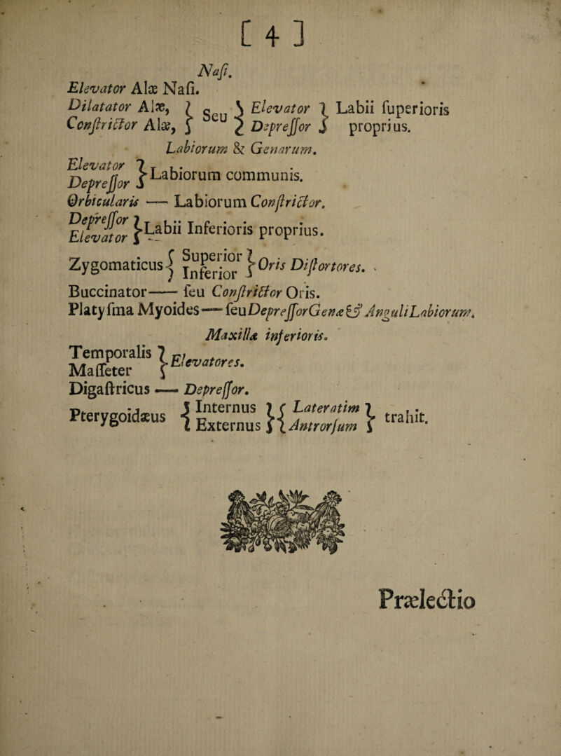 Naft. Elevator A te Nafi. Dilatator Ate, } « \ Elevator 1 Labii fuperioris Conjlricfor Ate, j £ Deprejjor j proprius. Labiorum & Genarum. Elevator ? T lLabl0rum commums. Qrbicularu — Labiorum Conjlrictor. Kab“ Inferioris Pr0Pri«s. Zygomaticus j }(Mf Difiortores. . Buccinator-feu Conflriftor Oris. P1 a ty fina My oid es feu DepreffjrC ena £j? A nguli Labiorum. Maxilla inferioris* sxf11®— Digaftricus — Deprejjor. _- , J Internus ) r Later atim ? „ , • Pterygoideus ExKmus f traiut-