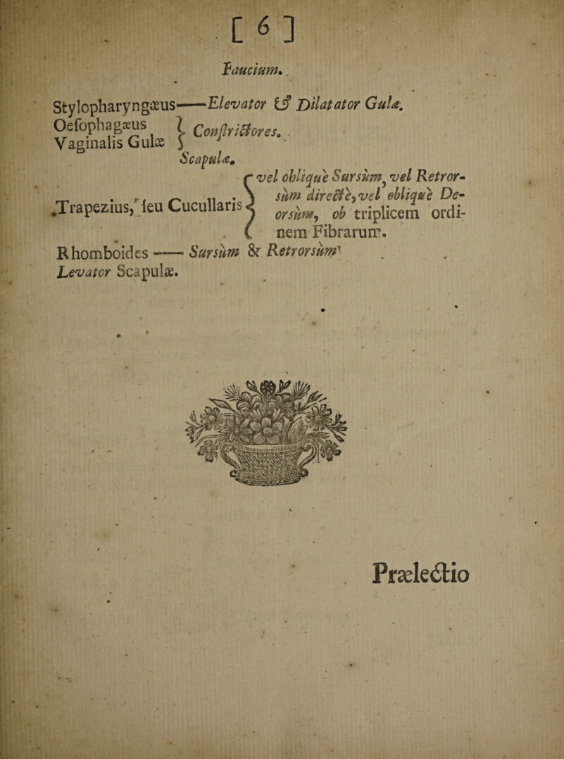 faucum.. Stylopharyngeus--Elevator £j? Dilatator Gula,, Oefophagaeus \ QonnYjBores9 Vaginalis Gule J J Scapula* r vel oblique Sursum^ vel Retror- _ . 1^ ii • N sum dire$e>vel oblique De- JTrapezius, leu Cucullans^ orspm^ 0b triplicem ordi- . i nem Fibrarum. Rhomboides — Sursum & Retrorsum' Levator Scapule. Prsele&io v