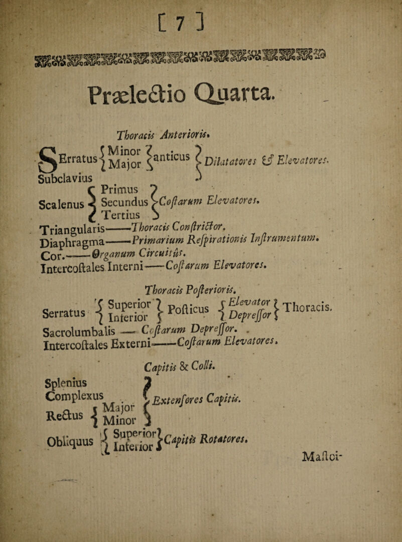 Prade&io Quarta. ry-»f e A . * * Subclavius J C Primus ? Scalenus < Secundus *>Coftarum Elevatores* £ Tertius 3 - Triangularis——Thoracis Conftriffor. Diaphragma-Primarium Respirationis lnjlrumentum. Qox,—-Organum Circuitus. Intercoftales Interni^—Cojlarum Elevatores. Thoracis Pojlerioris. Serratus Sacrolumbalis —- Cojlarum Depreffor. Intercoftales £x terni—Cojlarum Elevatores® Capitis & Colli. Maftci