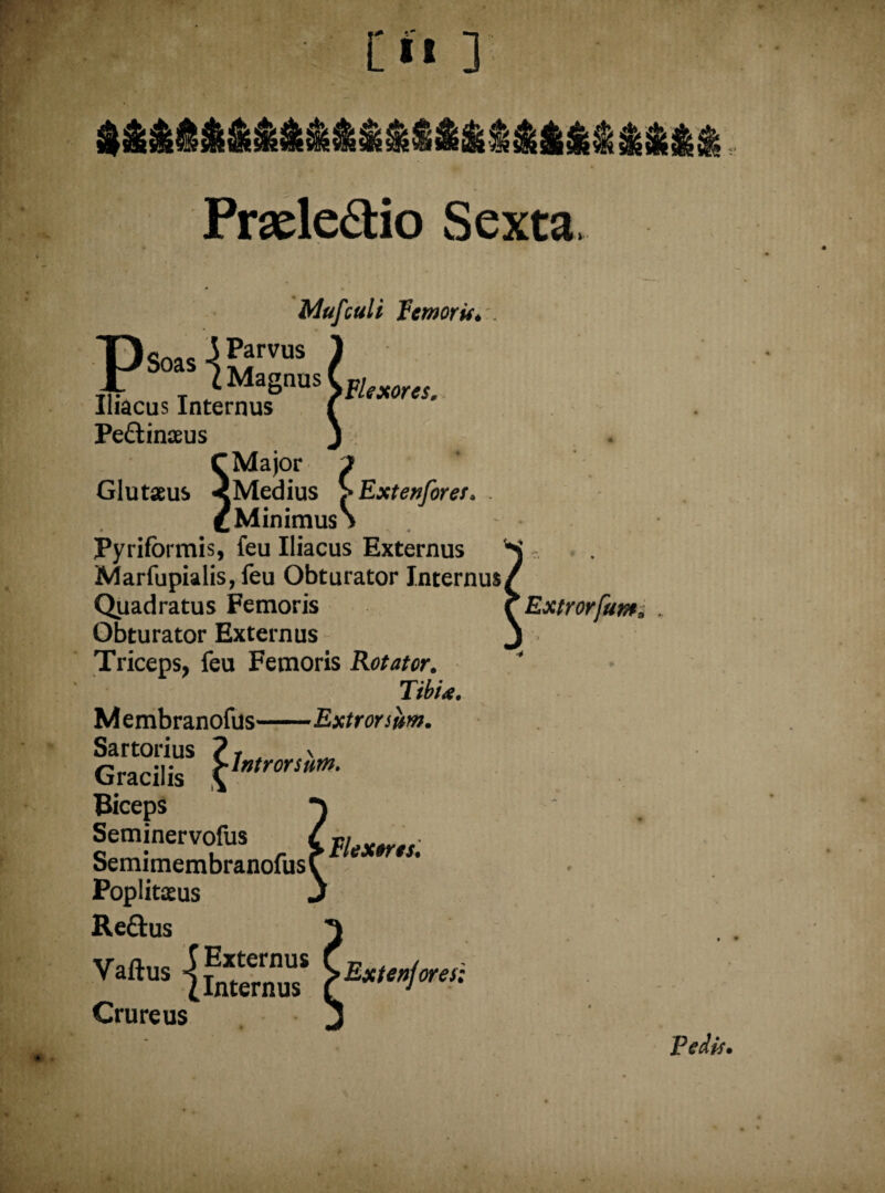 Prsde&io Sexta. P Mufculi Femoris. Soas^rVOS r iMagous^; Iliacus Internus Pe&inaeus CMajor Gluteus <Medius J»Extenforet. . £ Minimus Pyrifbrmis, feu Iliacus Externus Marfupialis, feu Obturator Internus, Quadratus Femoris Obturator Externus Triceps, feu Femoris Rotator. Tibi*. M e mbranofus-Extr orsum. Sartorius Gracilis Biceps Seminervofus t *# Semimembranofus^ Popliteus Re&us Introrsum. Crureus ores; Extrorfum» Pedis.