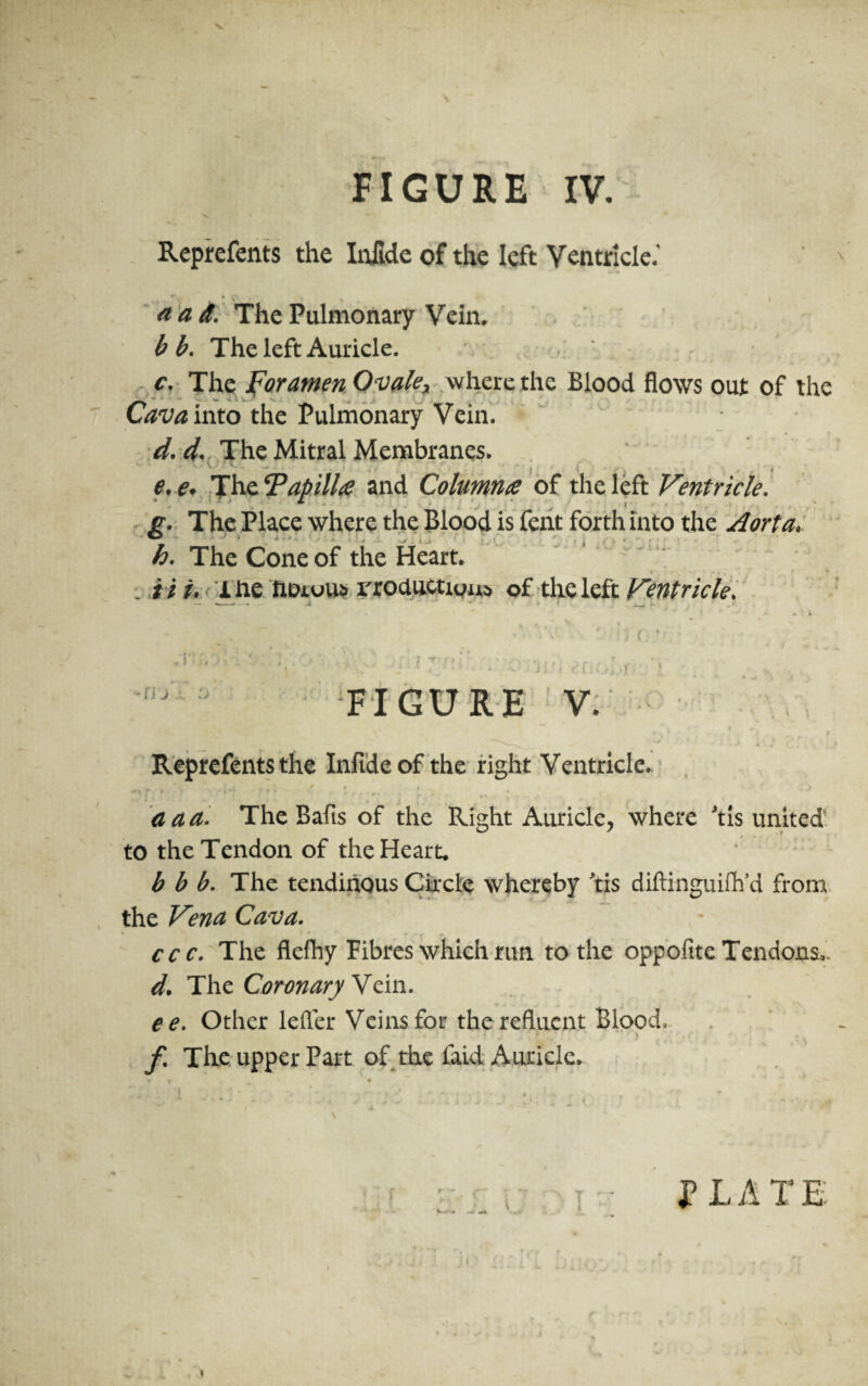 FIGURE IV. ■H. Reprefents the Infide of the left Ventricle.' a ad. The Pulmonary Vein. b b. The left Auricle. c. The Foramen Ovale, where the Blood flows out of the Cm? into the Pulmonary Vein. d. d. The Mitral Membranes. e* e* The ‘Papill# and Column# of the left Ventricle. g. The Place where the Blood is fent forth into the Aorta. h. The Cone of the Heart. fr y.f—{ f V . Hi* liie tiDruus iroductxum of the left Ventricle. dj sJ : t * * i x r. { FIGURE V. Oi i t Reprefents the Infide of the right Ventricle. a a a. The Bafis of the Right Auricle, where Tis united, to the Tendon of the Heart. b b b. The tendinous Circle whereby Tis diftinguilh’d from the Venn Cava. ccc. The flefhy Fibres which run to the oppofite Tendons,. d. The Coronary Vein. ee. Other lefler Veins for the refluent Blood, f The upper Part of the faid Auricle. J? L A T E