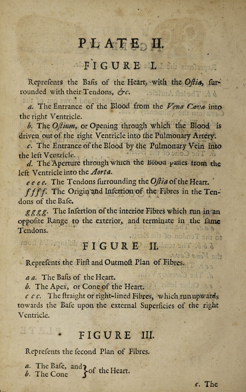 FIGURE I. - - ' A Reprefents the Bafis of the Heart, with the OJlia, fur- rounded with their Tendons, &c. % a. The Entrance of the Blood from the Vena Cava into the right Ventricle. b* T\\zOJlium> or Opening through which the Blood is * * * -• \ ^ j ] ■ > driven out of the right Ventricle into the Pulmonary Artery. * - .-I.. . ■ . ■ , u . • ' . ** * •■> c. The Entrance of the Blood by the Pulmonary Vein into the left Ventricle. d. The Aperture through which the hiooa yaues trom the left Ventricle into the Aorta. e e e e. The Tendons furrounding the OJlia of the Heart. f ff f The Origin and Infertion of the Fibres in the Ten¬ dons of the Bafe. gggg• The Infertion of the interior Fibres which run in an oppofite Range to the exterior, and terminate in the fame Tendons. ♦ A • t i ;• '. FIGURE II. , * ■ ' ' . j Reprefents the Firft and Outmofl: Plan of Fibres. a a. The Bafis of the Heart. b. The Apex, or Cone of the Heart. c c c. The ftraight or right-lined Fibres, which run upwards towards the Bafe upon the external Superficies of the right Ventricle. • FIGURE III. Reprefents the fecond Plan of Fibres. a. The Bafe, and? r , TT b. The Cone j-°f thc Heart<