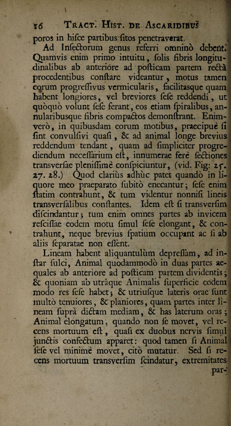 poros in hifce partibus fitos penetraverat. Ad Infectorum genus referri omnino debent* Quamvis enim primo intuitu, folis fibris longitu¬ dinalibus ab anteriore ad pofticam partem re£ta procedentibus conflare videantur, motus tamen eqrum progrefiivus vermicularis, facilitasque quam habent longiores, vel breviores fefe reddendi, ut:: quoquo volunt fefe ferant, eos etiam fpiralibus, an- nularibusque fibris compactos demonftrant. Enim- vero, in quibusdam eorum motibus, praecipue fi fint convulfivi quafi , &: ad animal longe brevius reddendum tendant, quam ad (impliciter progre¬ diendum neceftarium eft, innumerae fere fe&iones transverfae pleniffime confpiciuntur, (vid. Fig: if. 27. 2,8.) Quod clarius adhuc patet quando in li¬ quore meo praeparato fubito enecantur; fefe enim ftatim contrahunt, Sc tum videntur nonnifi lineis transyerfalibus conflantes. Idem eft fi transverfim difeindantur; tum enim omnes partes ab invicem refeifiae eodem motu fimul fefe elongant, con¬ trahunt, neque brevius fpatium occupant ac fi ab aliis feparatae non eflent. Lineam habent aliquantulum depreflam, ad in- ftar fulci, Animal quodammodo in duas partes ae¬ quales ab anteriore ad pofticam partem dividentis; &; quoniam ab utraque Animalis fuperficie eodem modo res fefe habet; 6c utriufquc lateris orae funt multo tenuiores, 6c planiores, quam partes inter li¬ neam fupra di£lam mediam, 6c has laterum oras; Animal elongatum, quando non fe movet, vel re¬ cens mortuum eft, quafi ex duobus nervis fimul junftis confe£tum apparet: quod tamen fi Animal i fefe vel minime movet, cito mutatur. Sed fi re¬ cens mortuum transverfim fcindatur, extremitates par-