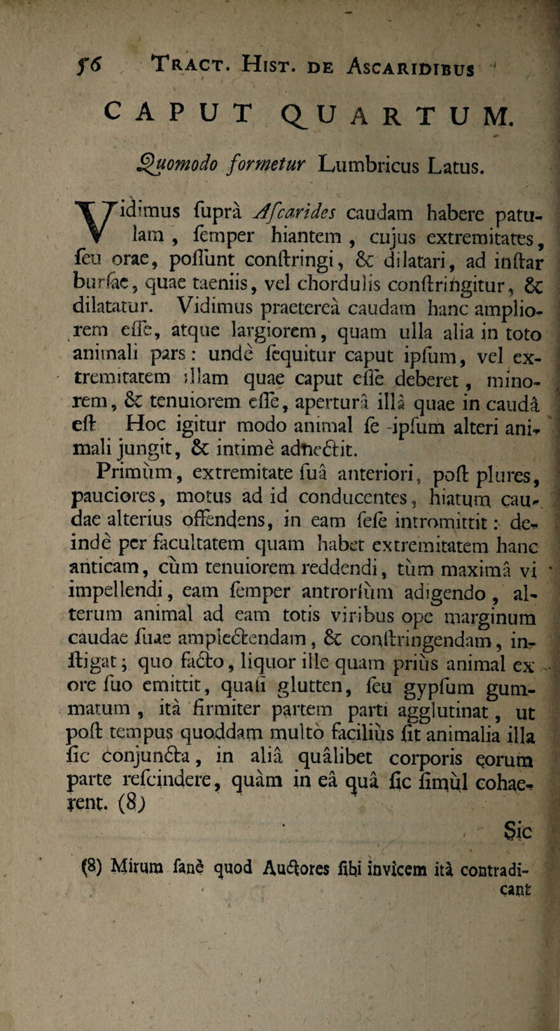 CAPUT (QUARTUM. Quomodo formetur Lumbricus Latus. Vidimus fupra Afcarides caudam habere patu¬ lam , femper hiantem , cujus extremitates, feu orae, poliunt confringi, & dilatari, ad infar burfae, quae taeniis, vel chordulis confringitur, 6c dilatatur. Vidimus praeterea caudam hanc amplio¬ rem effe, atque largiorem, quam ulla alia in toto animali pars: unde fequitur caput ipfum, vel ex¬ tremitatem diam quae caput cfie deberet, mino¬ rem, Sc tenuiorem effe, apertura illa quae in cauda eft Hoc igitur modo animal fe -ipfum alteri ani¬ mali jungit, & intime adtie&it. Primum, extremitate fu a anteriori, pof plures, pauciores, motus ad id conducentes, hiatum cau¬ dae alterius offendens, in eam fefe intromittit: de¬ inde per facultatem quam habet extremitatem hanc anticam, cum tenuiorem reddendi, tum maxima vi ’ impellendi, eam femper antrorlum adigendo , al¬ terum animal ad eam totis viribus ope marginum caudae fuae ampie&endam, 8c confringendam, in- ftigat; quo fa£to, liquor ille quam prius animal ex ore fuo emittit, quali glutten, feu gypfum gum¬ matum , ita firmiter partem parti agglutinat, ut pof tempus quoddam multo facilius fit animalia illa fic conjun&a, in alia qualibet corporis qorum parte refeindere, quam in ea qua fic fimul cohae¬ rent. (8; ^ Sic {%) Mirum fane quod Au<f ores fihi invicem ita contradi¬ cant