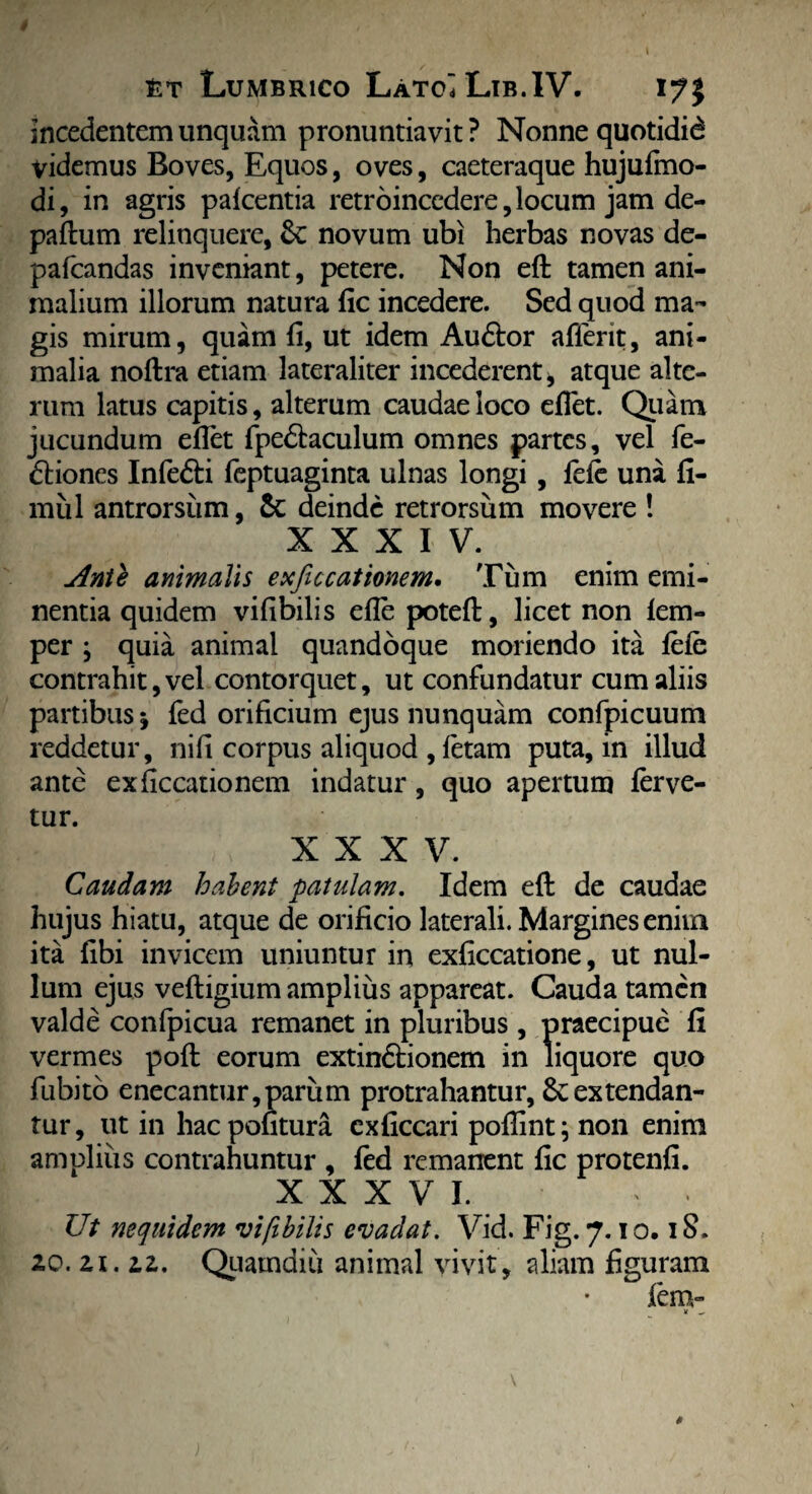 incedentem unquam pronuntiavit? Nonne quotidid videmus Boves, Equos, oves, caeteraque hujufmo- di, in agris pafcentia retroincedere, locum jam de- paftum relinquere, novum ubi herbas novas de- pafcandas inveniant, petere. Non eft tamen ani¬ malium illorum natura fic incedere. Sed quod ma¬ gis mirum, quam fi, ut idem Audtor afferit, ani¬ malia noflra etiam lateraliter incederent, atque alte¬ rum latus capitis, alterum caudae loco efiet. Quam jucundum efiet fpe&aculum omnes partes, vel fe- dliones Infedti feptuaginta ulnas longi, fele una fi- mul antrorsum, &; deinde retrorsum movere ! XXXIV. Anti animalis exficcationem. Tum enim emi¬ nentia quidem vifibilis efle potefi:, licet non fem- per ; quia animal quandoque moriendo ita fele contrahit, vel contorquet, ut confundatur cum aliis partibus j fed orificium ejus nunquam confpicuum reddetur, nifi corpus aliquod , fetam puta, in illud ante exficcationem indatur, quo apertum ferve¬ tur. XXXV. Caudam habent patulam. Idem eft de caudae hujus hiatu, atque de orificio laterali. Margines enim ita fibi invicem uniuntur in exficcatione, ut nul¬ lum ejus vefligium amplius appareat. Cauda tamen valde confpicua remanet in pluribus , praecipue fi vermes pofi: eorum extin&ionem in liquore quo fubito enecantur,parum protrahantur, extendan¬ tur, ut in haepofitura exficcari pofiint; non enim amplius contrahuntur , fed remanent fic protenfi. XXXVI. Ut nequidem vifibilis evadat. Vid. Fig. 7.1 o. 18. 20. 21. 22. Quatndiu animal vivit, aliam figuram fenv