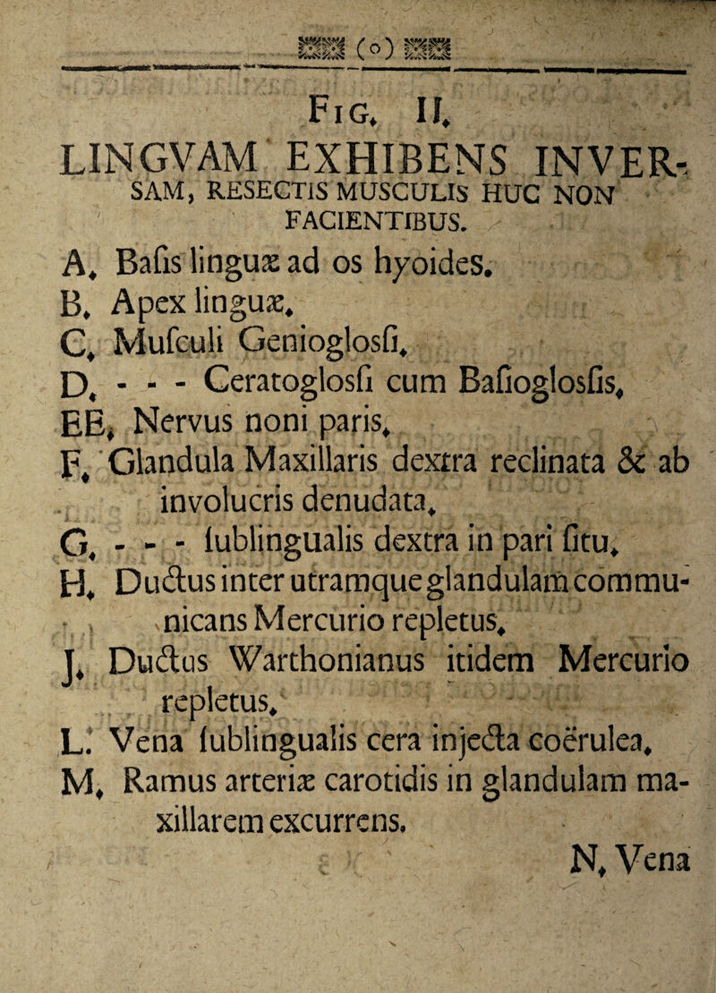 Fig, IJ, LINGVAM EXHIBENS INVER- SAM, RESECTIS MUSCULIS HUC NON FACIENTIBUS. A, Bafis linguas ad os hyoides. B, Apex linguas, C, Mufculi Genioglosfi, D, - - - Ceratoglosfi cum Bafiogloslis, EE* Nervus noni paris, F, Glandula Maxillaris dextra reclinata & ab involucris denudata, G, - - - iublingualis dextra in pari fitu, H, Dudus inter utramque glandulam commu¬ nicans Mercurio repletus, J, Du&us Warthonianus itidem Mercurio repletus, L. Vena Iublingualis cera inje&a coerulea, M, Ramus arterias carotidis in glandulam ma¬ xillarem excurrens. N, Vena