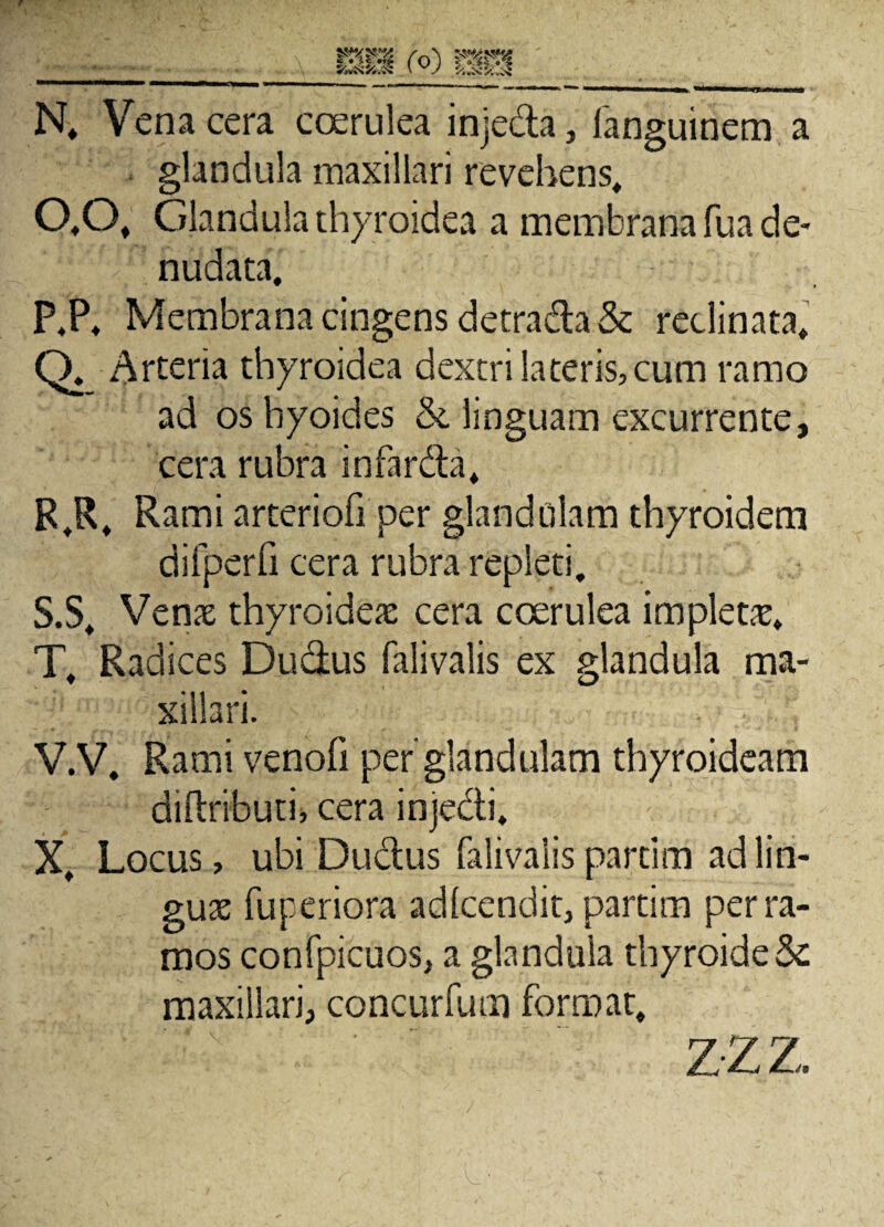 kikM (°) mm N. Vena cera coerulea inje&a, languinem a glandula maxillari revehens» O. O. Glandula thyroidea a membrana fua de¬ nudata. P. P. Membrana cingens detrada & reclinata. Q. Arteria thyroidea dextri lateris, cum ramo ad os byoides & linguam excurrente, cera rubra in far da» R. R. Rami arteriofi per glandolam thyroidem difperfi cera rubra repleti. S. S. Venx thyroidea: cera coerulea impleta» T. Radices Dudus falivalis ex glandula ma¬ xillari. V.V. Rami venofi per glandulam thyroideam diftributi, cera injedi. X. Locus, ubi Dudus falivalis partim ad lin¬ gua fuperiora adlcendit, partim per ra¬ mos confpicuos, a glandula thyroideSc maxillari, concurfum format.