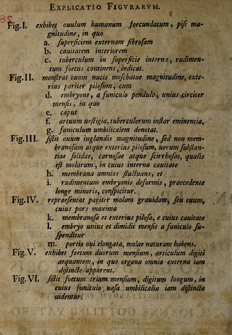 Fig.ll. Explicatio Figvrarvm. exhibet ouulum humanum joecundatum, pifi ma¬ gnitudine, in quo a. fuperfictem externam fibrofam b. canit at em interiorem c. tuberculum in fuperfaie interna, rudimen¬ tum foetus continens, indicat. monjlrat ouum nucis mofchatae magnitudine, exte¬ rius pariter pilofitm, d. embryone, 4 funiculo pendulo, unius circiter tnenfis, w e. ctf/w f. artuum ueftigia, tuberculorum inftar eminentia, g. funiculum umbilicalem denotat. Fig. III. iuglandis magnitudine, fed non mem- branofum atque exterius pilofum, uerum fub/ian- ftae folidae, carnofae atque fcirrhofae, qualis eft molarum, interna cauitate h. membrana amnios fiu&uans, f/ i. rudimentum embryonis deformis, praecedente longe minoris, conjpicitur. Fig. IV. repraefentat pariter molam grauidam, y?# 00007, 00/0/ pars maxima k. membranofa et exterius pilofa, e cuius cauitate l. embryo unius et dimidii menfis a funiculo fu- fpenditur m. /wr/io 00/ elongat a, molae naturam habens. Fig.V. exhibet foetum duorum menfium, articulum digiti aequantem, in quo organa omnia externa tam dtflincle apparent. Fig. VI. fi(lit foetum trium menfium, digitum longum, in cuius funiculo nafa umbilicalia iam diflinfta ■ uidcntur. ' > i