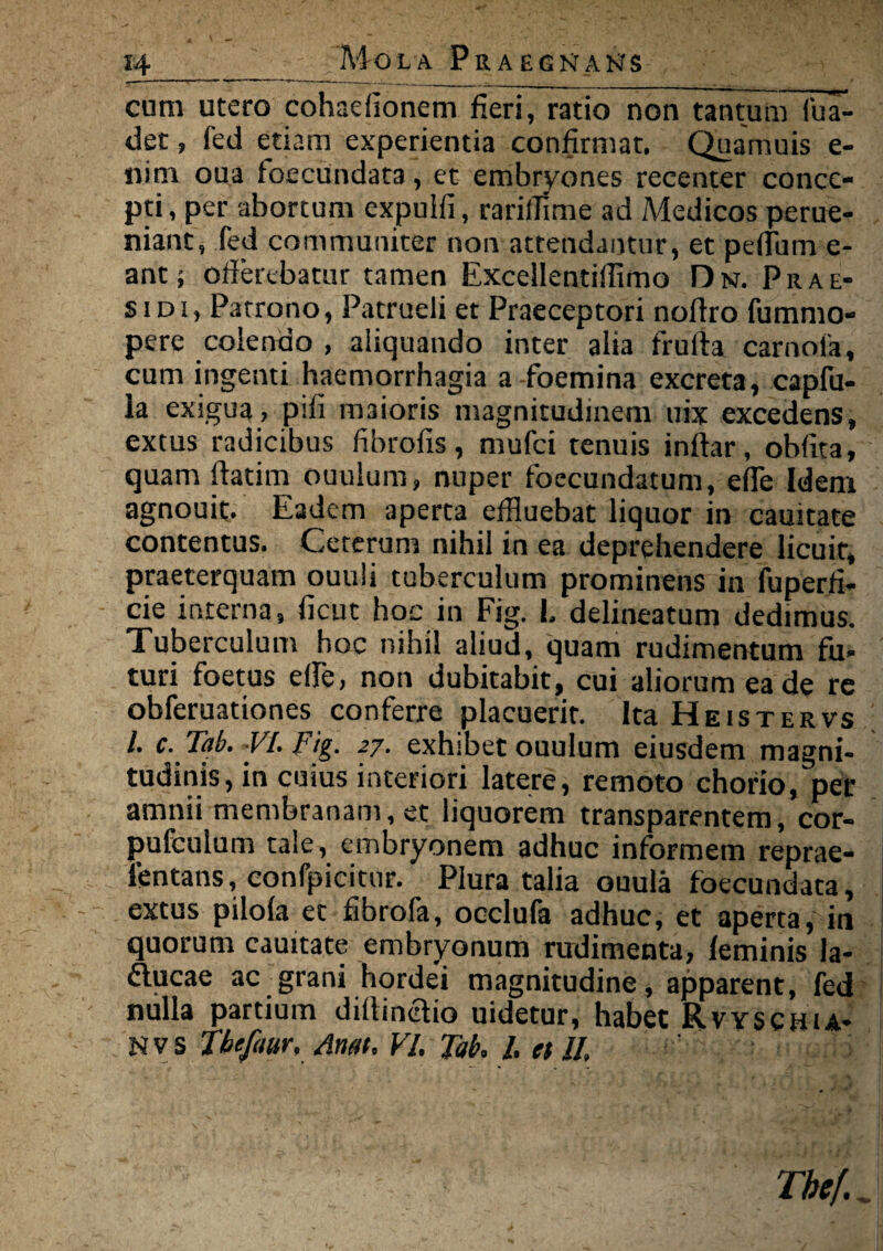 cum utero cohaefionem fieri, ratio non tantum fua- det, fed etiam experientia confirmat. Quamuis e- nim oua foecundata, et embryones recenter conce¬ pti , per abortum expulfi, rariflime ad Medicos perue- niant, fed communiter non attendantur, et pedum e- ant; offerebatur tamen Excellentifiimo Dn. Prae- sidi, Patrono, Patrueli et Praeceptori noflro fummo- pere colendo , aliquando inter alia frufta carnofa, cum ingenti haemorrhagia a foemina excreta, capfu- la exigua, pili maioris magnitudinem uix excedens, extus radicibus fibrofis, mufei tenuis indar, obfita, quam datim ouulum, nuper foecundatum, ede Idem agnouit. Eadem aperta effluebat liquor in cauitate contentus. Ceterum nihil in ea deprehendere licuit, praeterquam ouuli tuberculum prominens in fuperfi- cie interna, ficut hoc in Fig. I, delineatum dedimus. Tuberculum hoc nihil aliud, quam rudimentum fii» turi foetus ede, non dubitabit, cui aliorum ea de re obferuationes conferre placuerit. Ita Heistervs l. c. Tab. -VI. Fig. 27. exhibet ouulum eiusdem magni¬ tudinis, in cuius interiori latere, remoto chorio, per amnii membranam, et liquorem transparentem, cor- pufculum tale, embryonem adhuc informem reprae- ientans, eonfpicitur. Plura talia ouula foecundata, extus pilola et fibrofa, occlufa adhuc, et aperta, in quorum cauitate embryonum rudimenta, feminis la- flucae ac grani horde'i magnitudine, apparent, fed nulla partium diltinelio uidetur, habet Rvyschia-