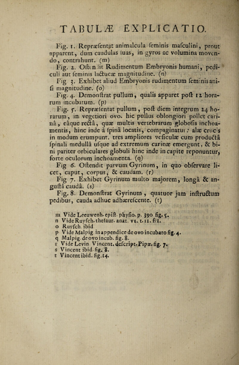 I TABULA EXPLICATIO. Fig. i. Repraefentut animalcula feminis mafculini, prout Apparent, dum caudulas iuas, in gyros ac volumina moven¬ do, contrahunt, (m) Fig. 2. Oftcn.iit Rudimentum Embryonis humani, pedi¬ culi aut feminis la&ucae magnitudine, (n) Fig $. Exhibet aliud Embryonis rudimentum fcminisani- ii magnitudine, (o) Fig. 4. Demonftrat pullum, qualis apparet poft 12 hora¬ rum incubatum. (p) Fig. f. Repraeientat pullum, poft diem integrum 24 ho¬ rarum , in vegetiori ovo. hic pullus oblongiori pollet cari¬ na, eaquereda, quae multis vertebrarum globofis inchoa- mentis, hinc inde a (pina locatis, compaginatui .* alae crucis in modum erumpunt, tres ampliores veficulse cum produ&a fpinali medulla ufque ad extremum carinae emergunt, £c bi¬ ni pariter orbiculares globuli hinc inde in capite reponuntur, forte oculorum inchoamenta. (q) Fig 6. Oftendit parvum Gyrinum, in quo obfervare li¬ cet, caput, corpus, 6t caudam, (r) Fig 7. Exhibet Gyrinum multo majorem, longa 6c an- gufta cauda. Cs) Fig. 8. Demonftrat Gyrinum , quatuor jam inftru&um pedibus, cauda adhuc adhaerelcentc. (t) • • . . ► ■ . « 4 m Vide Leeuwenh. epift. phyfio. p. 590 fig. n VideRuyfch.thefaur.anat.vi.Mi.frl. o Ruyfch. ibid p Vide Malpig in appendice de ovo incubaro fig. 4. q Malpig. deovoincub. fig. 8. r VideLevin Vincent.defeript.Pipas, fig. 7. s Vincent ibid, fig* 8. 1 Vincentibid. fig.14. i