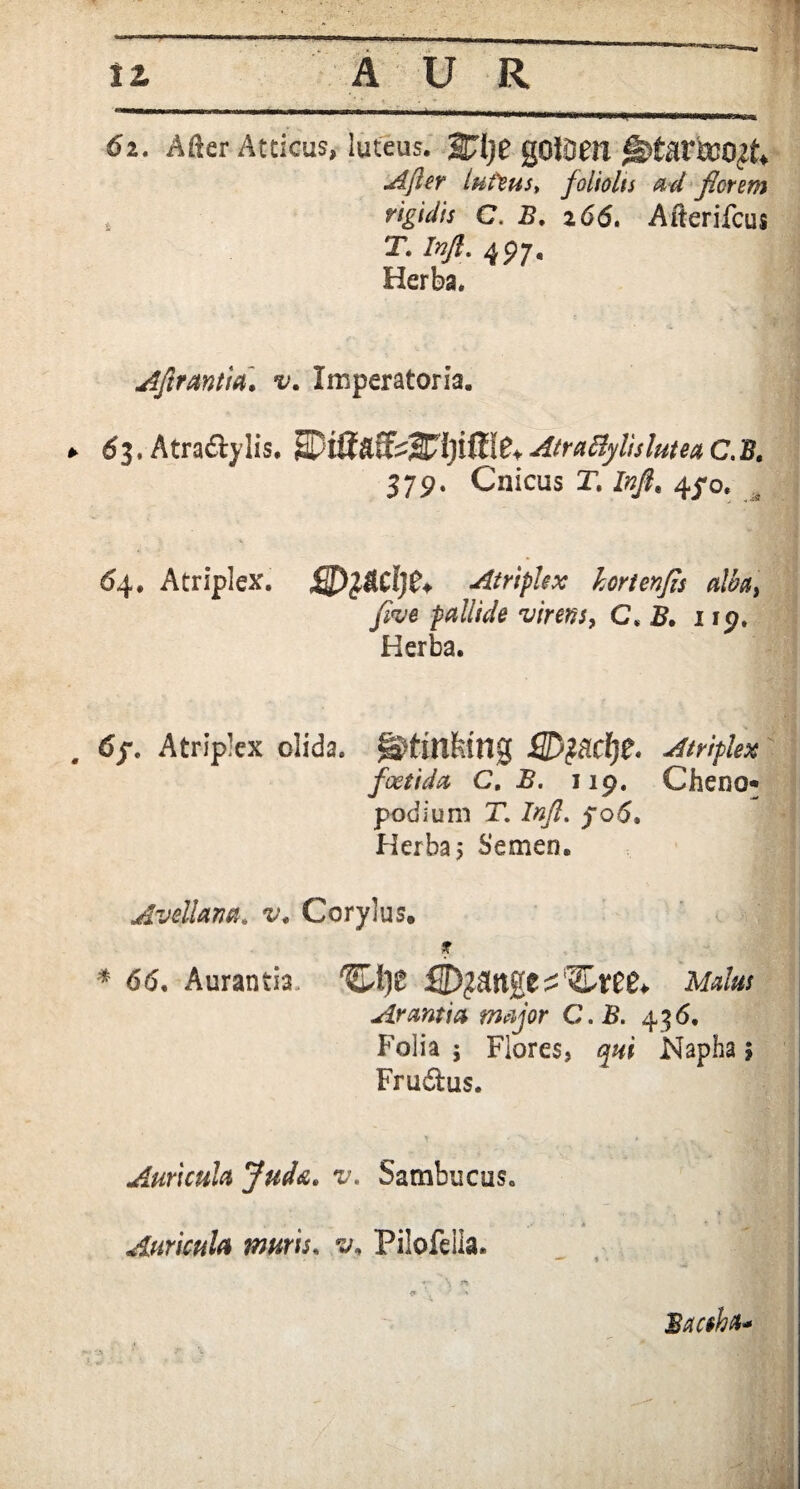 * 6i. Aikr Atticus, luteus. %i)t goiDen After luteus. foliolis ad flerem * rigidis C. B. z 66. Afterifcus T. Infl. 497« Herba. Aflrantia. v. Imperatoria. 63. Atra&ylis. AtraBylis lutea C.B. 579. Caicus T. Infl. 4^0. 64. Atriplex. £D}&Cl)0+ Atriplex hortenfls alba, flve pallide virens, C.B. 119. Herba. 6f. Atriplex olida. gWinfeUlg W£8Cl)?. Atriplex foetida C. -5. 119. Cheno** podium T. Infl. po6. Herba 5 Semen. Avellam. v. Corylus, t * 66. Aurantia ^1)$ Malus Arantia major C.B. 456. Folia ; Flores, Napha 5 Frudus. Auricula Juda. xy. Sambucus. Auricula muris. s/, Pilofeila. T \ * Bactha*