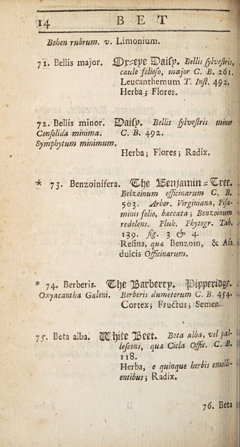 Behen rubrum, v. Limonium. 71. Bellis major. EJctifp* Bellis fylvejlris, caule fcliofo, major C. B. 161. Leucanthemum T. Irjl. 492, Herba 5 Flores. * 72. Bellis minor'. 2D$lfp+ Bellis fylvejlris minor Confolida minima. C. B. 492. Symphytum minimum. Herba j Flores; Radix. f 73. Benzoinifera. JBsitjaUlttt ^ Eelzoinum officinarum C. B. 503. Arbor. Virginiam, Tiff mints folio, baccata ; Benzoinutn redolens. Tluk. Thytogr. Tab* 139, 3 d* f Relina, 4«^ Benzoin, Sc Aia. dulcis Officinarum. * 74. Berberis. ‘Cfje IBarberrp* pfpperiDge* Oxyacantha Galeni. Berberis dumetorum C. B, 4J4' Cortex; Fr udius; Semen. ~f. Beta alba. 2REI)ite $cet* «&*• lefcens, qua Cicla Offic. C. B. 11S. t Herba, <? quinque herbis emolli entibus; Radix, Beta