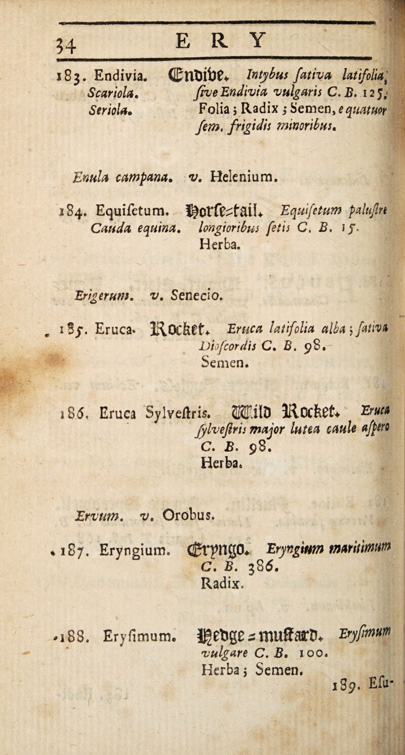 183. Endivia. ©lltutlC* Intybus fativa latifolia; Scariola. five Endivia vulgaris C.B. 125,* Seriola• Folia 5 Radix 5 Semen, equatmr fem, frigidis minoribus« £»«/4 campam, v. Helenium. 184. Equifetum. Equifetum palujln Cauda equina, longioribus fetis C, B, Jj*. Herba. Er rg erum. v, Senecio. 18y. Eruca. IROCfeCt* Eruca latifolia alba j fativa Diofcordis C, B. 98. Semen. 185. Eruca Sylveftris. £2filD lRccft£f+ jylvefiris major lutea cauk affero C. B. 98. Herba. Ervum. 'i/. Orobus. • 187. Eryngium. dJmigCU Eryngium matiumm C. £. 386. Radix. .188. Eryfimutn. i^etigC = muffait, Eryfitnuw vulgare C. B, 100. Herba, Semen. i3p. Efu-