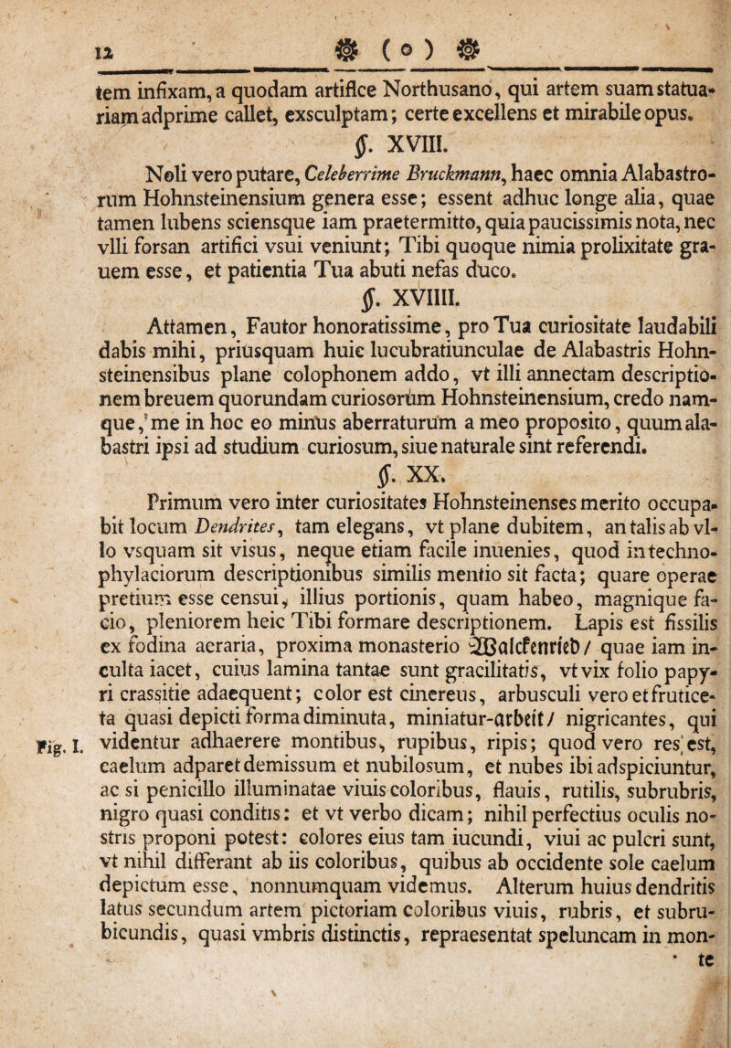 tem infixam, a quodam artifice Northusano, qui artem suam statua* riainadprime callet, exsculptam; certe excellens et mirabile opus. $. XVIII. Noli vero putare, Celeberrime Bruchnann, haec omnia Alabastro¬ rum Hohnsteinensium genera esse; essent adhuc longe alia, quae tamen lubens sciensque iam praetermitto,quiapaucissimisnota,nec vili forsan artifici vsui veniunt; Tibi quoque nimia prolixitate gra- uem esse, et patientia Tua abuti nefas duco. §. XVIIII. Attamen, Fautor honoratissime, pro Tua curiositate laudabili dabis mihi, priusquam huic lucubratiunculae de Alabastris Hohn- steinensibus plane Colophonem addo, vt illi annectam descriptio¬ nem breuem quorundam curiosorum Hohnsteinensium, credo nam¬ que, me in hoc eo minus aberraturum a meo proposito, quum ala¬ bastri ipsi ad studium curiosum, siue naturale sint referendi. $. XX, Primum vero inter curiositates Hohnsteinenses merito occupa, bit locum Dendrites, tam elegans, vt plane dubitem, an talis ab vl- lo vsquam sit visus, neque etiam facile inuenies, quod intechno- phylaciorum descriptionibus similis mentio sit facta; quare operae^ pretium esse censui, illius portionis, quam habeo, magnique fa¬ cio, pleniorem heic Tibi formare descriptionem. Lapis est fissilis ex fodina aeraria, proxima monasterio 3QBaIcfenriet)/ quae iam in¬ culta iacet, cuius lamina tantae sunt gracilitatis, vtvix folio papy¬ ri crassitie adaequent; color est cinereus, arbusculi vero et frutice¬ ta quasi depicti forma diminuta, miniatur-arbeit/ nigricantes, qui Fig. I, videntur adhaerere montibus, rupibus, ripis; quod vero res]est, caelum adparet demissum et nubilosum , et nubes ibi ad spiciuntur, ac si penicillo illuminatae viuis coloribus, flauis, rutilis, subrubris, nigro quasi conditis: et vt verbo dicam; nihil perfectius oculis no- stns proponi potest: colores eius tam iucundi, viui ac pulcri sunt, vt nihil differant ab iis coloribus, quibus ab occidente sole caelum depictum esse, nonnumquam videmus. Alterum huius dendritis latus secundum artem pictoriam coloribus viuis, rubris, et subru¬ bicundis, quasi vmbris distinctis, repraesentat speluncam in mon- * te