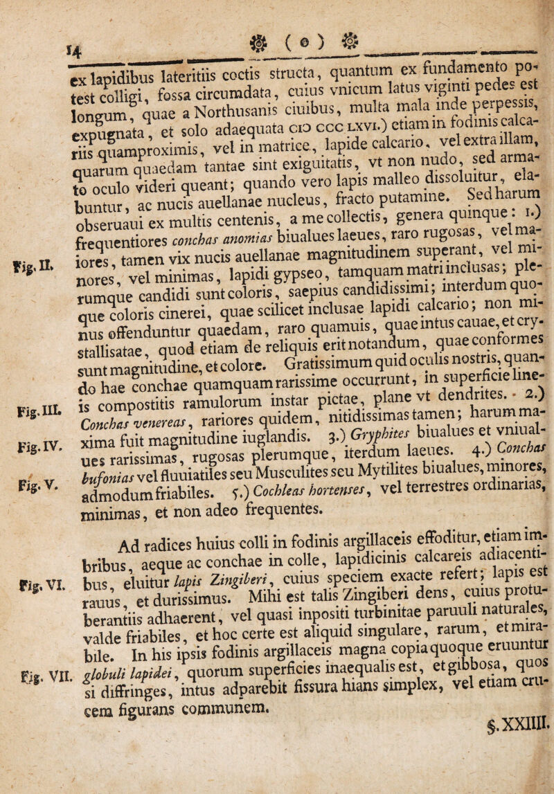 Fig. n. Fig.III. Fig.XV. Fig. V. Fig. VI. _ ( e )_ exlat>idibus lateritiis coctis structa, quantum ex fundamento po¬ test colligi fossa circumdata, cuius vnicum latus vigmti pedes est WumSquae aNorthusanis ciuibus, multa mala mde perpe sis, pvnrumata et solo adaequata cio ccc lxvi.) etiam in todmis caka- rdf auamoroximis vel in matrice., lapide calcario, vel extra illam, quaram quaedam'tantae sint exiguitatis, vt noninudo *ed arma- te oculo videri queant; quando vero lapis mal e° .^i0l^dl’arum 1-nmtur ac nucis auellanae nucleus, fracto putamine, ^niiaru Se uaui ex multis centenis, a me collectis, genera quinque: i.) freauentiores conchas anomias biualues laeues, raro rugosas, v el ma ioSs tamen vix nucis auellanae magnitudinem superant, vel mi¬ nores vel minimas, lapidi gypseo, tamquam matri inclusas, ple- rumaue candidi sunt coloris, saepius candidissimi; interdum qu - SSerei, quae scilicet inclusae lapidi calcario; non mi¬ nus offenduntur quaedam, raro quamuis quaemtuscauae etcry- «uillicatae auod etiam de reliquis erit notandum, quae conformes sunt magnitudine, et colore. Gratissimum quid oculis nostris, quan¬ do hae conchae quamquam rarissime occurrunt, in superficie hne- iscompostitis ramulorum instar pictae, plane vt dendntes. 2.) Concha?venereas, rariores quidem, nitidissimas tamen, harum ma xima fuit magnitudine iuglandis. 3.) Gryphites biualues et vmua- vipTrarissimas rugosas plerumque, iterdum laeues 4-) Conchas TufoZs vel fluuiatles seuMuscuhtes seu Mytilites biualues, minores, admodum friabiles. ?.) Cochleas hortenses, vel terrestres ordinari , minimas, ct non adeo frequentes. Ad radices huius colli in fodinis argillaceis effoditur, etiam im¬ bribus aeque ac conchae in colle, lapidicims calcareis adiacen - bvs eluitur lapis Zingiberi, cuius speciem exacte refert; lapis est rauus et durissimus. Mihi est talis Zingiberi dens, cuius protu- berantiis adhaerent, vel quasi inpositi turbmitae paruuhnatum e , valde friabiles, et hoc certe est aliquid singulare, rarum, et mira bile. In his ipsis fodinis argillaceis magna copia quoque eruuntur VII globuli lapidei, quorum superficies inaequalis est, et gibbosa,, qu ' fi diffringes, intus adparebit fissura hians simplex, vel etiam cru¬ cem figurans communem.