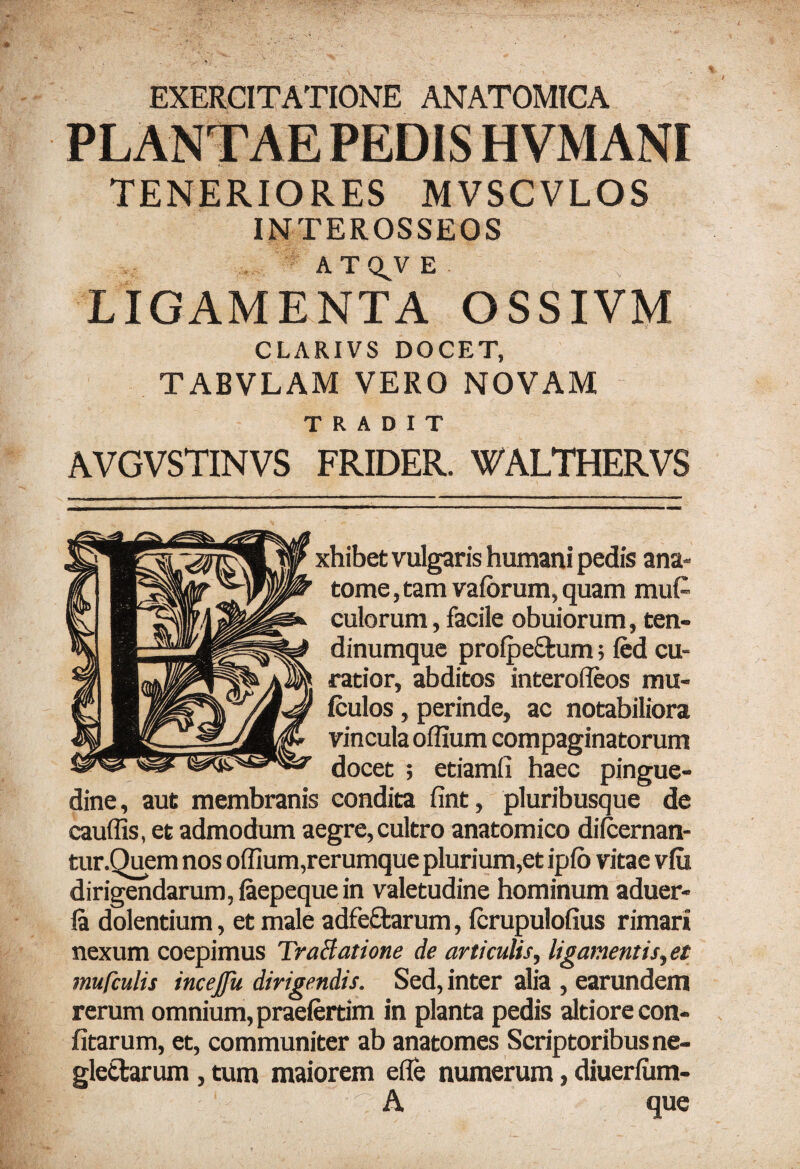 EXERCITATIONE ANATOMICA TENERIORES MVSCVLOS INTEROSSEOS A T Q^V E LIGAMENTA OSSIVM CLARIVS DOCET, TABVLAM VERO NOVAM TRADIT AVGVSTINVS FRIDER. WALTHERVS xhibet vulgaris humani pedis ana- tome, tam valorum, quam mu(-‘ culorum, facile obuiorum, ten¬ dinumque prolpe&um; led cu¬ ratior, abditos interofleos mu- ftulos, perinde, ac notabiliora vincula offium compaginatorum docet ; etiamfi haec pingue¬ dine, aut membranis condita fint, pluribusque de cauffis, et admodum aegre, cultro anatomico dilcernan- tur.Quem nos offium,rerumque plurium,et iplo vitae vlu dirigendarum, iaepeque in valetudine hominum aduer- la dolentium, et male adfeftarum, Icrupulofius rimari nexum coepimus TraBatione de articulis, ligamentis, et mufculis incejfu dirigendis. Sed, inter alia , earundem rerum omnium, praelertim in planta pedis altiore con- fitarum, et, communiter ab anatomes Scriptoribus ne- gletfcarum, tum maiorem efle numerum, diueriiim- A que