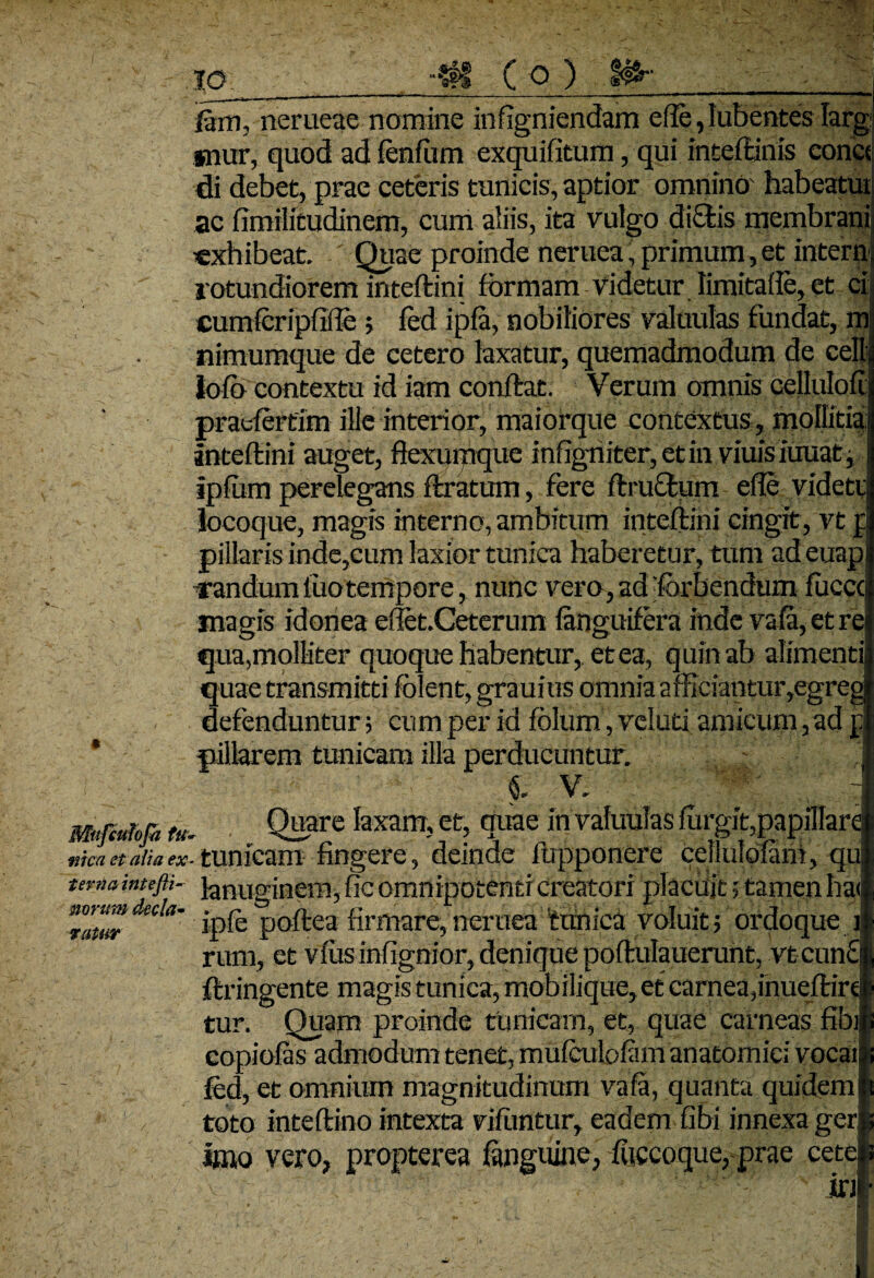 iam, nerueae nomine in (igniendam elfe, lubentes Iarg snur, quod ad fenfum exquifitum, qui inteftinis concs di debet, prae ceteris tunicis, aptior omnino habeatut ac fimilitudinem, cum aliis, ita vulgo di&is membrani exhibeat. Quae proinde neruea, primum, et intero rotundiorem inteftini formam Videtur limitafle, et ci cumferipfiile; fed ipfa, nobiliores valuulas fundat, m nimumque de cetero laxatur, quemadmodum de cell lofo contextu id iam conflat. Verum omnis cellulofi praefertim ille interior, maiorque contextus, mollitia inteftini auget, flexumque infigniter, et in viuis iuuat, ipfiim perelegans ftratum, fere ftructum effe videti locoque, magis interno, ambitum inteftini cingit, vt f pillaris inde,cum laxior tunica haberetur, tum ad euap randum luotempore, nunc vero, ad fbrbendum fuccc magis idonea efiet.Ceterum fanguifera inde vafa,etre qua,molliter quoque habentur,, et ea, quin ab alimenti quae transmitti fblent, grauius omnia afficiantur,egreg defenduntur; cum per id folum,veluti amicum, ad p pillarem tunicam illa perducuntur. & V. Quare laxam, et, ouae in valuulas fiirgit, i Vft#' k' l|r-^ * * -1- ^ ( * , «kaetaiiaex- tunicam fingere, deinde fupponere cellulofam, qu ternaitttefli- }anuginem, fic omnipotenti creatori placuit; tamen ha< 7atiir deCla' ipfe poftea firmare, neruea tunica voluit; ordo que i rum, et vfusinfignior, denique poftulauerunt, vtcunc ftringente magis tunica, mob ilique, et carnea,inueftire tur. Quam proinde tunicam, et, quae carneas fibi eopiofas admodum tenet, mufeulofam anatomici vocai fed, et omnium magnitudinum vafa, quanta quidem toto inteftino intexta viflintur, eadem fibi innexa ger «no vero, propterea fenguine, fiiccoque, prae cete Iri *nfcufofa tw~