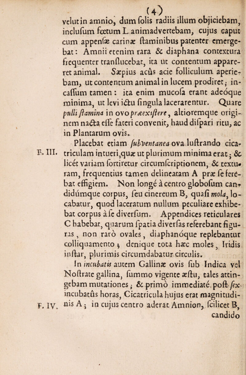 F. u)... L.. velutin amnio, dum folis radiis illum objiciebam, inclufum feetum L,animadvertebam, cujus caput cum appenfae carinae flaminibus patenter emerge¬ bat: Amnii etenim rara & diaphana contextura frequenter tranflucebat, ita ut contentum appare¬ ret animal. Saepius acus acie folliculum, aperie¬ bam, ut contentum animal in lucem prodiret,- in- caflum tamen : ita enim mucola erant adeoque minima, ut levi idtu fingula lacerarentur. Quare pulli flamina in ovo praexiflere, altioremque origi¬ nem na<5la elle fateri convenit, haud difpari ritu, ac in Plantarum ovis» Placebat etiam [ubventanea ovaduftrando cica- triculam intueri,quae ut plurimum minima erat j Sc licet variam lortiretur circumlcriptionem, & textu* ram, frequentius tamen delinearam A prae fe fere¬ bat effigiem. Non longe k centro globofum can? didumque corpus, feu cinereum B, quafi mola, lo¬ cabatur, quod laceratum nullum peculiare exhibe¬ bat corpus ale diverfum. Appendices reticulares C habebat, quarum fpatia diverlas referebant figu¬ ras , non raro ovales, diaphanoque replebantur colliquamento $ denique tota haec moles, Iridis inftar, plurimis circumdabatur circulis. In incubatis autem Gallinae ovis fub Indica vel Noflratc gallina, fummo vigente aeftu, cales attin¬ gebam mutationes; & primo immediate, poft/bc' incubatus horas, Cicatricula hujus erat rmgnitudi- IV, n's A; in cujus centro aderat Amnion, fcilicet B, candido