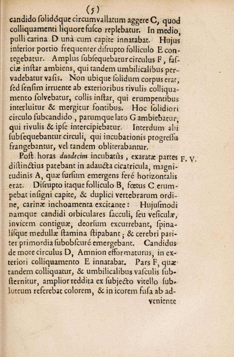 0> candido folidoque circumvallatum aggere C, quod colliquamenti liquore fufco replebatur. In medio, pulli carina D una cum capite innatabat. Hujus inferior portio frequenter difrupto folliculo E con¬ tegebatur. Amplus fubfequebaturcirculus F, faf- ciae inftar ambiens, qui tandem umbilicalibus per¬ vadebatur vafis. Non ubique folidum corpus erat, fcdfenfim irruente ab exterioribus rivulis colliqua- mento folvebatur, collis inftar, qui erumpentibus interluitur & mergitur fontibus. Hoc folidiori circulo fubcandido , parumque lato G ambiebatur, qui rivulis & ipfe intercipiebatur. Interdum alii fubfequebantur circuli, qui incubationis ptogreffu frangebantur, vel tandem oblicerabantur. Poft horas duodecim incubatiis, exaratae partes p. v. diflindtius patebant in adaudta cicatricula, magni¬ tudinis A, quaefurfum emergens fere horizontalis erat. Difrupto itaque folliculo B, foetus C.erum¬ pebat infigni capite, & duplici vertebrarum ordi¬ ne, carina: inchoamenta excitante: Hujulmodi namque candidi orbiculares lacculi, feu veficular, invicem contigua:, deorfum excurrebant, fpina-* lifque medulla: ftamina ftipabant} &. cerebri pari¬ ter primordia (ubobfcure emergebant. Candidus de more circulus D, Amnion effor maturus, in ex¬ teriori colliquamento E innatabat. Pars F, quar tandem colliquatur, & umbilicalibus vafculis fub- fternitur, amplior reddita ex fubjedto vitello fub» luteum referebat colorem, & in icorem fui a ab ad¬ veniente