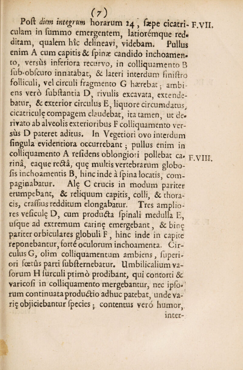 /1 Poft diem integrum horarum 24 , faspe cicatri- F.VII, culam in fummo emergentem, latioremque red» ditam, qualem hic delineavi, videbam. Pullus enim A cum capitis & fpina: candido inchoamen* to, versus inferiora recurvo, in colliquamento B iub‘oblcuro innatabat, Sc lateri interdum finiftro folliculi, vel circuli fragmento G hxrcbat; ambi¬ ens vero fubftantia D, rivulis excavata, extende¬ batur, Sc exterior circulus E, liquore circumdatus,, cicatricula compagem claudebat, ita tamen, ut de* rivato ab alveolis exterioribus F colliquamento ver¬ sus D pateret aditus. In Vegetiori ovo interdum fingula evidentiora occurrebant; pullus enim in colliquamento A relidens oblongiori pollebat ca» rina, eaquere&a, qu? multis vertebrarum globa¬ lis inchoamentis B, hinc inde a fpina locatis, com¬ paginabatur. Al? C crucis in modum pariter erumpebant, Sc reliquum capitis, colli, & thora¬ cis, craflius redditum elongabatur. Tres amplio¬ res veficul? D, cum produdta fpinali medulla E, uique ad extremum carin? emergebant, & bine pariter orbiculares globuli F, hinc inde in capite reponebantur, forte oculorum inchoamenta. Cir¬ culus G, olim colliquamentum ambiens, fuperi- ori foetus parti fubfternebatur. Umbilicalium va- forum H furculi piimo prodibant, qui contorti Sc varicofi in colliquamento mergebantur, nec ipfo*' rum continuataprodu&io adhuc patebat, unde va¬ ri? objiciebantur fpecies; contentus vero humor,. inter-.. F.VIII.