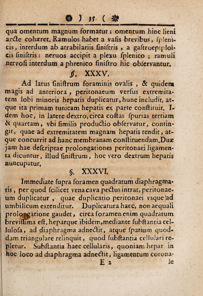 -iBNBBtiHHHI iBHMn mwmmmmmh aMWMMp qua omentum magnum formatur 5 omentum hinc lieni arde cohaeret. Ramulos habet a vafis brevibus, fpleni- cis, interdum ab atrabilariis finiftris , a gaftroepiploi- cis finiftris: neruos accipit a plexu fplenico ; ramuli nervofi interdum a phrenico finiftro hic obfervantur. Jf. XXXV. Ad latus finiftrum foraminis ovalis , 8c quidem magis ad anteriora , peritonaeum verfus excremita- tem lobi minoris hepatis duplicatur» hunc includit, at¬ que ita primam tunicam hepatis ex parte conftituit. I- dem hoc, in latere dextro,circa coftas fpurias tertiam & quartam, vbi fimilis produdio obfervatur, contin* git, quae ad extremitatem magnam hepatis tendit, at¬ que concurrit ad hanc membranam conftituendam.Duas jam hae defcriptae prolongationes peritonaei ligamen¬ ta dicuntur, illud finiftrum, hoc vero dextrum hepatis nuncupatur. §. XXXVI. Immediate fupra foramen quadratum diaphragma* tis , per quod fcilicet vena cava pedtis intrat, peritonae- 1 um duplicatur , quae duplicatio peritonaei vsqueiad I umbilicum extenditur. Duplicatura haec, non aequali | prolqngatione gaudet, circa foramen enim quadratum | brevi fuma eft» heparque ibidem,mediante fubftantia cel- I lulofa, ad diaphragma adnedit, atque fpariurn quod* dum triangulare relinquit, quod fubftantia cellulari re¬ pletur. Subftantia haec cellularis, quoniam hepar in i hoc loco ad diaphragma adnedit, ligamentum corona* \ ' E 2 lc