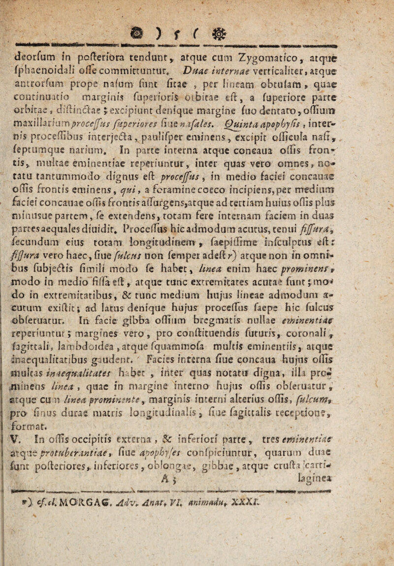 fphaenoidali ode committuntur* Duae internae vmicaliter, atque antrorfum prope nalom fune fiue , per lineam cbtulam» quae continuatio marginis fuperipris orbitae eft, a fuperiore parte orbitae, diftindae * excipiunt denique margine fuo dentato, odiunt maxillariumproceffus piperiores fiue nafaUt, Quinta apophyfis , ioter-' nisprpcedibus rnccrje&a, paulifper eminens* excipit officufa nafr* feptumque narium* In parte interna atque coneaua ollis fron¬ tis, multae eminentiae reperiuntur, inter quas vero omnes» no* tatu tantummodo dignus eft procejfus, in medio faciei concauae odis frontis eminens , cfui, a foramine coeco incipiens,per ntfediurn faciei conrcauae offis frontis adutgens,atque ad tertiam huius olfis plus nvinusue partem, fe extendens, totam fere internam faciem in duas parces aequales diuidit* Procedis! hicadmodum acutus, tenui fijfurat fecundum eius totam longitudinem, faepitfime infculptus eft i fijjura vero haec, One [utens non femper ad eft r) atque non in omni¬ bus fubjedis fimili modo fe habet, linea, enim haec prominens> modo in medio fiiTa tft , atque tunc extremitates acutae funt; mo* do in extremitatibus, & tunc medium hujus lineae admodum ar- ; cutum exiftiti ad latus denique hujus proceifus faepe hic (ulcus ! obleruatur. In facie gibba odium bregmatis nullae eminentia? i repertunrur; margines vero , pro conftituendis futuris, coronali, | fagittali, lam bdoidea , atque fquammofa mulds eminentiis» atque | inaequalitatibus gaudent. ' Facies interna fiue concaua hujus olfis ! nmkas inaefmalitates habet , inter quas notam digna, illa pro» minens linea , quae in margine interno hujus odis obferuatur» atque cum linea prominente, marginis interni alterius offis, fulcum» : pro finus durae matris longitudinalis} fiue fagictalis receptione, |i format. - ' i V. In offis occipitis externa, $c inferiori parte, tres eminentiae j atqueprotubcrantiae, fiue apophy/et confpiciuntur, quarum duae | funt pofteriores, inferiores, oblongae, gibbae, atque crufta carri* | A $ ' laginea *0 cpcl. MORGAN. Adv* Anat\ VI; animadu* XXXli i I v v * *, ’ v ’ ■ . 1 - ;'