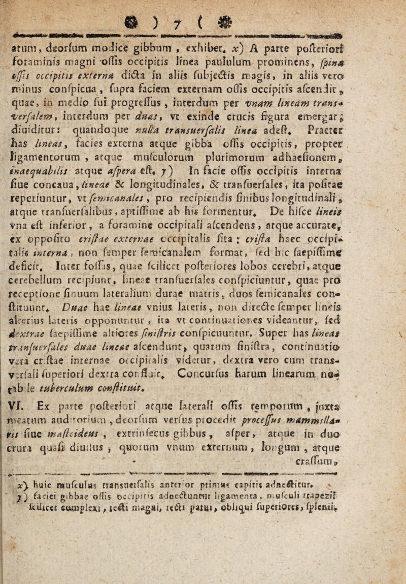 itum, ckorfum modice gibbum , exhibet* x) A parte poUcriorl foraminis magni'offis occipitis linea paululum prominens, fpi»& offis occipitis externa di61 a fn aliis fubjedlis magis, in aliis ver© minus confpicua , fupra faciem externam qOjs occipitis alcen Jit;, quae, in medio fui progrdfus , interdum per vnam Irneam trans* *v$rfaiem» interdum per duas, vt exinde crucis figura emergat; diuiditur: quandoque nuda transuer/alis linea adefi* Praeter has lineas> facies externa atque gibba ollis occipitis, propter ligamentorum , atque mulcatorum plurimorum adhaefionsra e inaequabilis atque afpera eft, y) In facie offis occipitis interna fiue concaua, tineae lk longitudinales, Sc tranfuerfales, ita pofitae repenuntur, vt fenncanal.es , pro recipiendis ffinibus longitudinali 9 atque tranfuerfahbas, aptiffime ab h?« formentur* De hlfce lineis vna dl inferior , a foramine occipitali afcendcns, atque accurate, cx oppofiro criftae externae occipitalis fita : crifla haec occipi* talis mtema , non femper femfeatukm format* fcd hic (aepiffim^ defidr. Inter foifis, quae fcilicet pofteriores lobos cerebri, atque cerebellum recipiunt, Irneae tranfuerfales conipiciuorur, quae pro receptione fiouum lateralium durae matris, duos femicanaks con- ftituunr* Duae hae lineae vnius. lateris, non dire&e fccnper lineis alterius latens opponuntur , ira vt continuationes videantur, kd dextrae (aepiffime aftiores fiwftris confpicuunttir. Super has lineas tranjtterfales duae lineae aicendunt» quarum finiftra, continuati© v^ra cr flas internae occipitalis videtur, dextra-vero cum trans- v .riali fuperiori dextra corffijir* Concurfus harum linearum ni» tib Is tuberculum cmftitmt* . - • *v VI. Ex parte pofteriori atque lareraft effis temporum , jaxt® meatum auduorium , deorfum verfusptomht procejfus mammilla* ris fiue mafhidetts , extrinfecus gibbus , afper, atque in duo crura quali diuilus , quotum vntim externum , longum , atque ♦ eradam 9 xy huic mufculas transtmfafis auferor primus capitis adne&itmv y) faciei gibbae offis occipi r/s adotdlunrur ligamenta, «.«(culi rrapezif icUicec eoaiplexi, sc4li magai, te£U parm, obliqui lupeiiores, fplcmk V