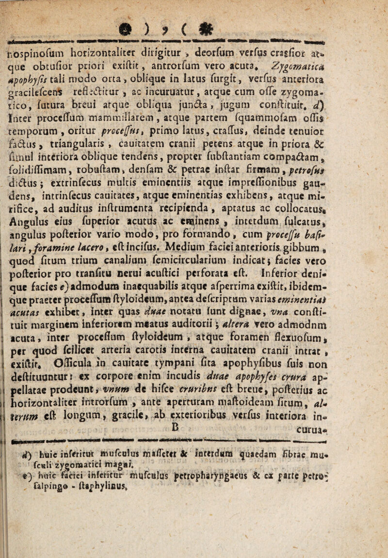 ®$ta wiiii, ■ hospinofum horizontaliter dirigitur > deorfum verfus cniiior at¬ que obtufior priori exiftk, antrorfum vero acuta* Zygomatici apopbyfis tali modo orta , oblique in latus furgit, verfus anteriora gracildcens refluitur , ac ineuruatur, atque cum offe zygoma¬ tico, futura breui atque obliqua jurkfta , jugum conjjtituir* d) Inter proceffum mammillarem, atque partem fquammofam offis temporum , oritur procemus t primo latus, craftus, deinde tenuior fachis, triangularis , cauitatem cranii petens atque in priora 6c fiinul interiora oblique tendens, propter fubftantkm comparam , folidiffimam, robuftam, denfam & petrae inftar firmam, pctrofus dnfhis; extrinfecus multis eminentiis atque impreffionibus gau¬ dens, intrinfecus cauirates, atque eminentias exhibens, atque mi¬ rifice, ad auditus inftrumcnta recipienda , aptatus ac collocatus* Angulus eius fuperior acutus ac eminens , interdum filicatus, angulus pofterior vario modo, pro formando , cum frocejfu baft* lari i foramine lacero, eftincifus. Medium faciei anterioris gibbum , quod fitum trium canalium femicircularium indicat* facies vero pofterior pro tranfitu nerui acuftici perforata cft. Inferior deni¬ que facies e) admodum inaequabilis atque afperrimaexiftit, ibidem- que praeter proceffum ftyloideum, antea deferiptum varias eminentia* acutas exhibet, inter quas duae notatu lunt dignae, vna confti- tuit marginem inferiorem meatus auditorii \ altera tero admodnm acuta, inter proceflum ftyloideum , atque foramen flexuofum» per quod fcilicet arteria carotis interna cauitatem cranii intrat , exiftit» Officula in cauitate tympani fita apophyfibus fuis non deftituuntun ex corpore enim incudis duae apoployfes crura ap¬ pellatae prodeunt, vnum de hifce cruribus eft breue, pofterius ac borizontaliter introrfum , ante aperturam maftoideam fitum, aU Urum cft longum, gracile, ab exterioribus verfus interiora in- B curua* r«Hn i—mi d) huic inferituc mufculus msfem Se interdum quaedam fibrae mu- fculi zygomatici magai. e) rmic faciei inferitor rmifculus petropharyngaeus & cx parte pcttO» falping® - ftaphylious»