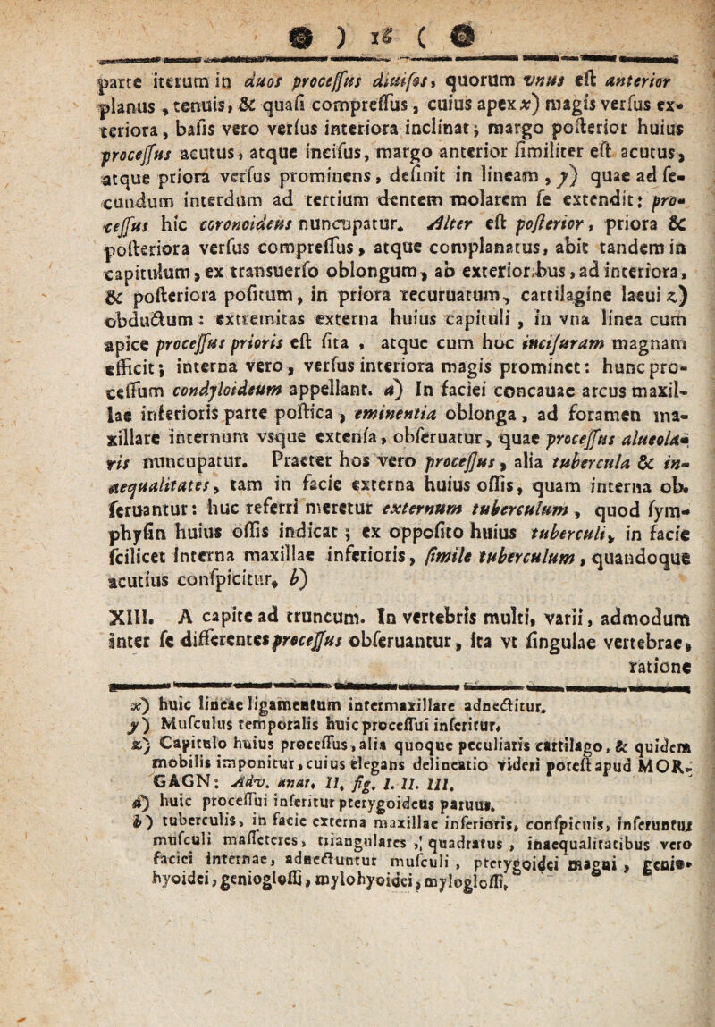 parte iterum in duos proceffus diuifos* quorum vnus eft anterior planus y tenuis, &c quafs compreiTus, cuius apex a?) niagu verius ex¬ teriora, bafis vero verius interiora inclinat^ margo poitsrior huius procejfus acutus, atque ineifus, margo anterior fimiliter effc acutus, atque priora verfus prominens, definit in lineam , 7) quae ad fe¬ cundum interdum ad tertium dentem molarem fe extendit: pro» teffus hic coronoideus nuncupatur* diter eft poflerior, priora £>C ■pofteriora verfus compreiTus> atque complanatus, abit tandem in capitulum, ex transuerfo oblongum, ab exterioribus, ad interiora, dc pofteriora pofitum, in priora recuruatum, cartilagine Iaeui z) obdu&um: extremitas externa huius capituli , in vna linea cum apice procejfus prioris eft iita , atque cum hoc incijuram magnam efficit j interna vero , verfus interiora magis prominet: hunepro- eeffism condjloideum appellant, a) In faciei concauae arcus maxil¬ lae interioris parte poftica , eminentia oblonga, ad foramen ma¬ xillare internum vsque excenfa, obferuatur, quae procejfus alusola• ris nuncupatur. Praeter hos vero proeejjus > alia tubercula &c in- aequalitates, tam in facie externa huiusoffis, quam interna ob. feruantur: huc referri meretur externum tuberculum , quod fym- phjrfin huius offis indicat; ex oppofito huius tuberculi, in facie fcilicet interna maxillae inferioris, ptmle tuberculum, quandoque acutius confpiritur* bj XIII. A capite ad truncum. In vertebris multi, varii, admodum Inter fc di&vsntes procejfus obferuantur, Ita vt fingulae vertebrae, ratione I—mnn n m m.ii n ymmmaamtmmmmmmrnm - -.. M „ -,-( x) huic lineae ligamentum intermaxillare adne&itur. j) Mufculus temporalis huicproceflui inferitur. &) Capitnlo huius preceflus,alia quoque peculiaris cartilago, & quidem mobilis imponitur,cuius elegans delineatio Videri poteftapud MOR- GAGN: Adv. Unat, 11, fig. 1. 11. ui. d) huic procefiui inferitur pterygoideus paruua. tuberculis, in facie externa maxillae inferioris» conipicuis, inferuntur mufculi mafleteres, triangulares quadratus , inaequalitatibus vero faciei internae, aducfluntur mufculi, pterygoidei magni , geo i®* hyoidei, gcniogl©fli, mylohyoidei ^myloglofli» ~